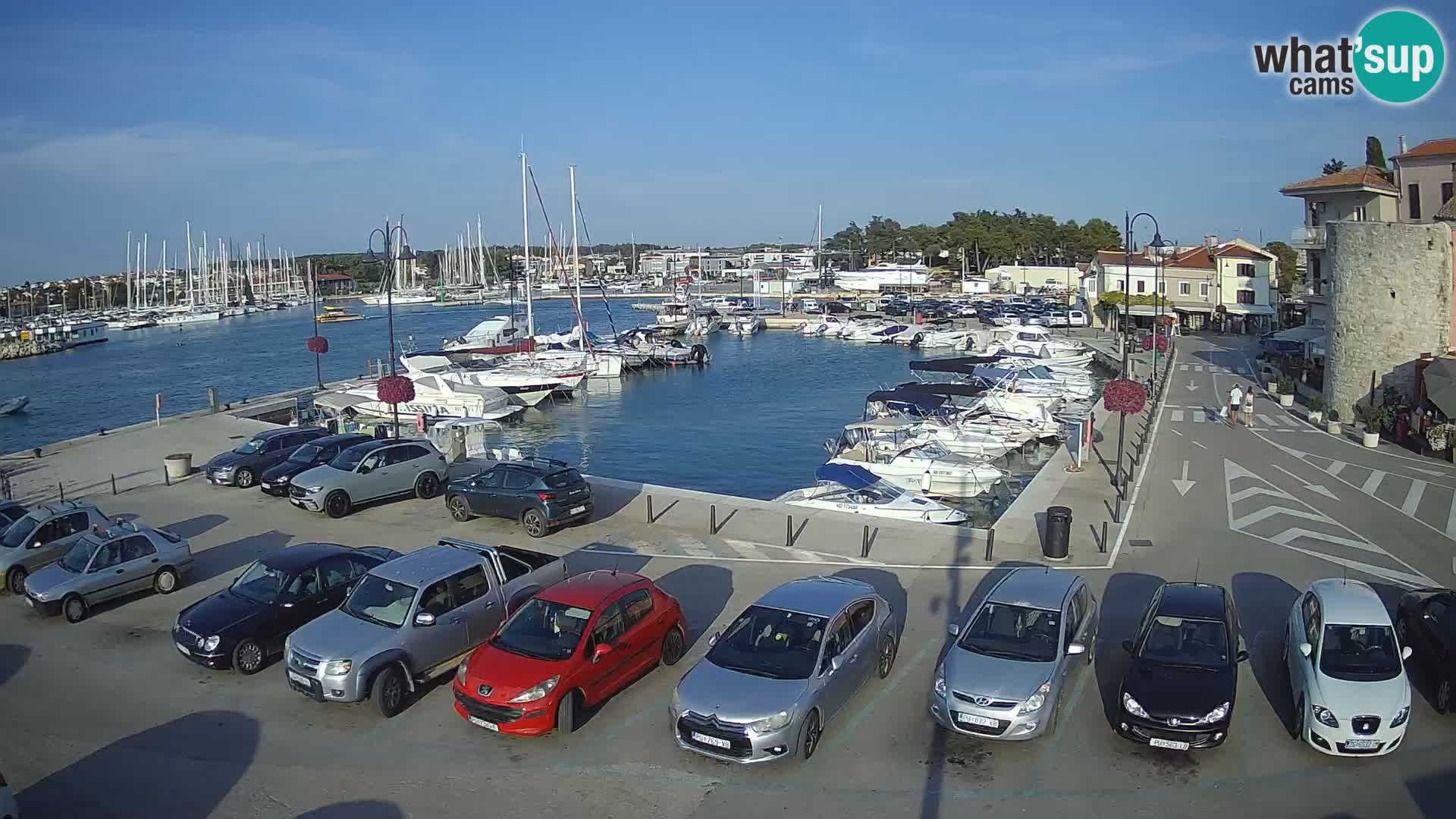 Novigrad | Porporela marina
