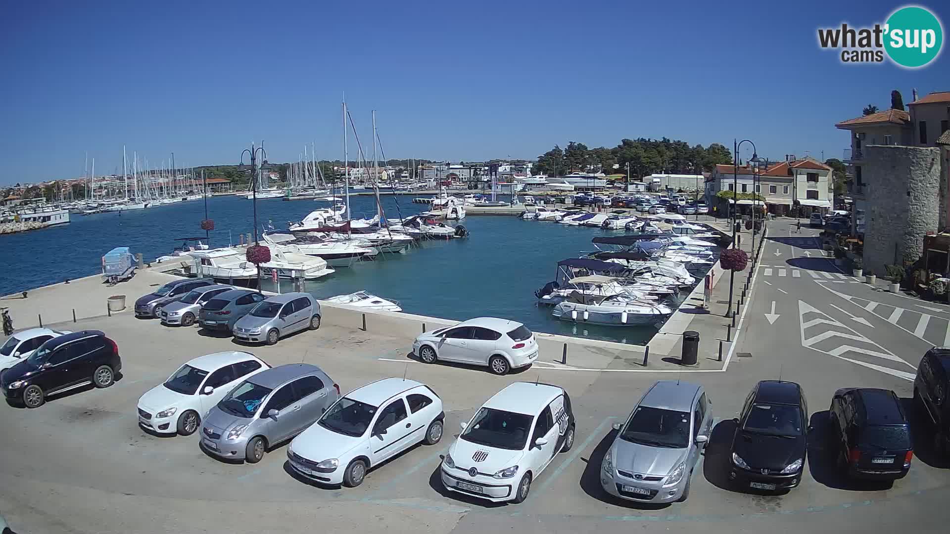 Novigrad | Porporela marina