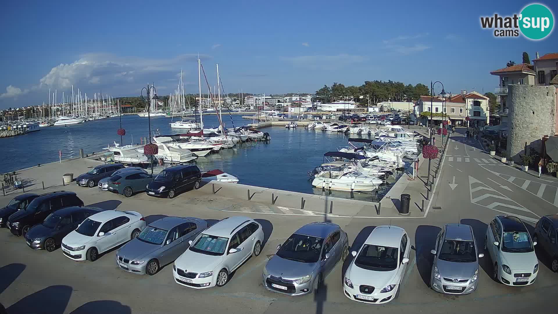 Novigrad | Porporela marina