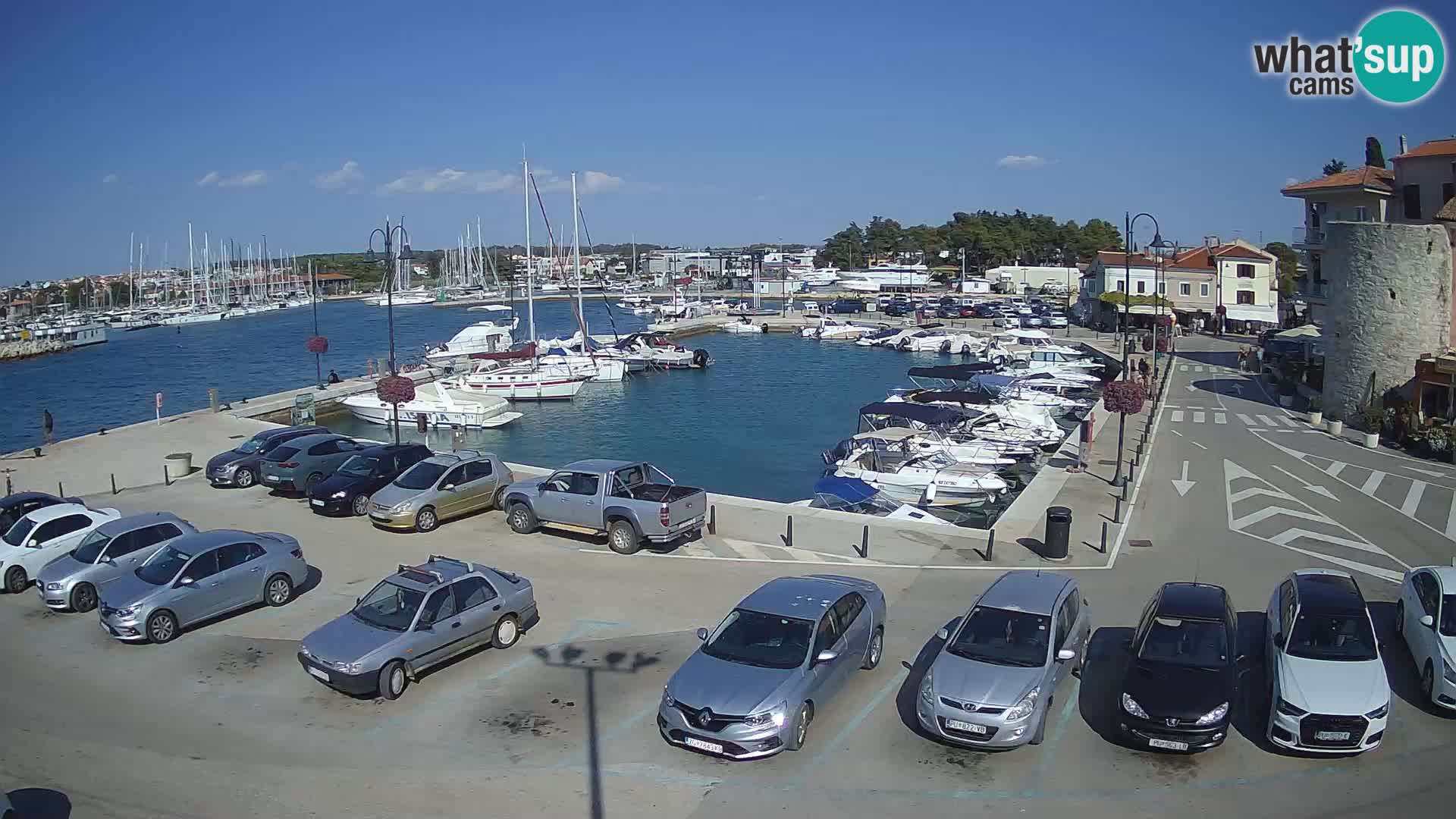 Novigrad | Porporela marina