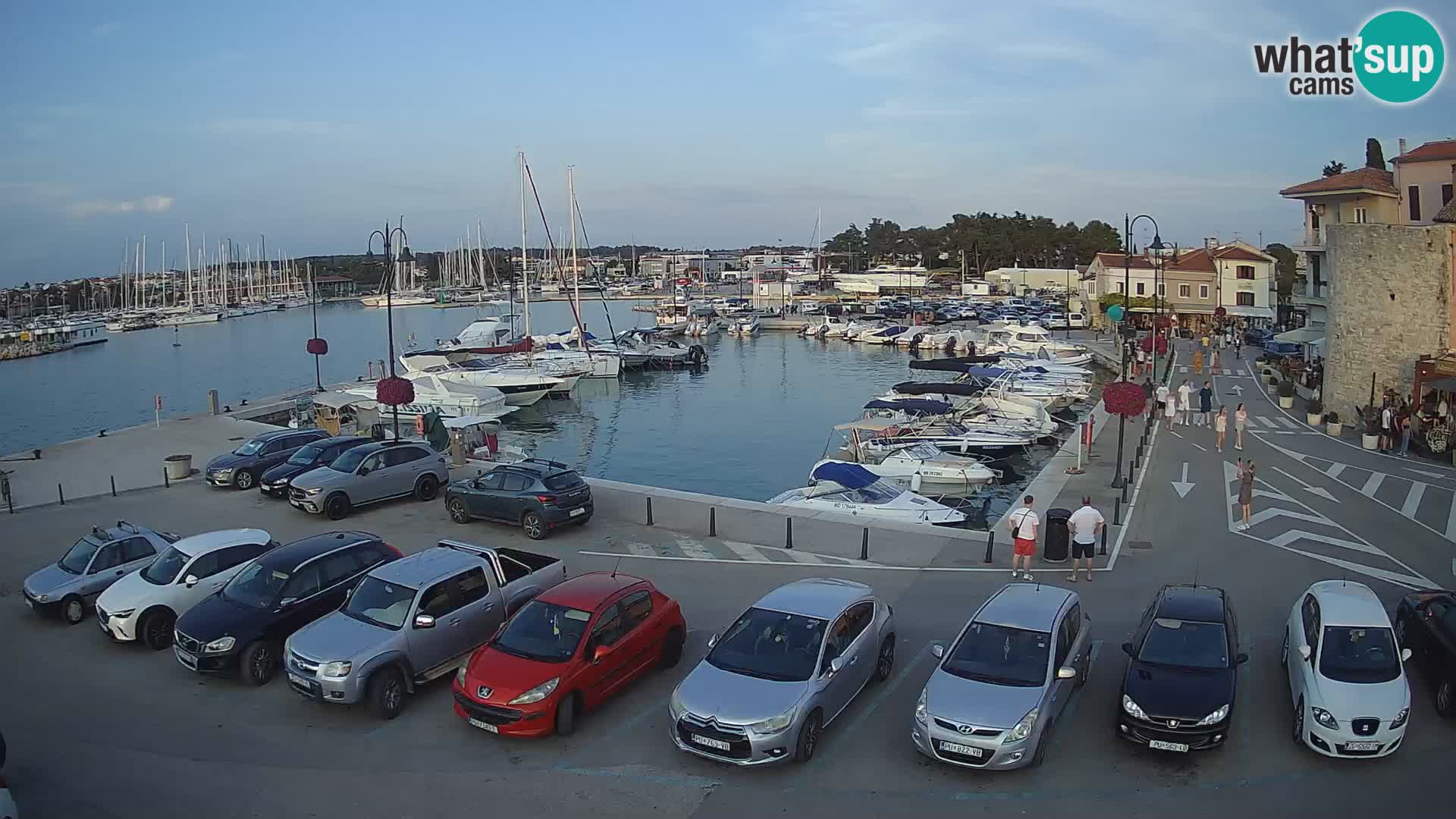 Novigrad | Porporela marina