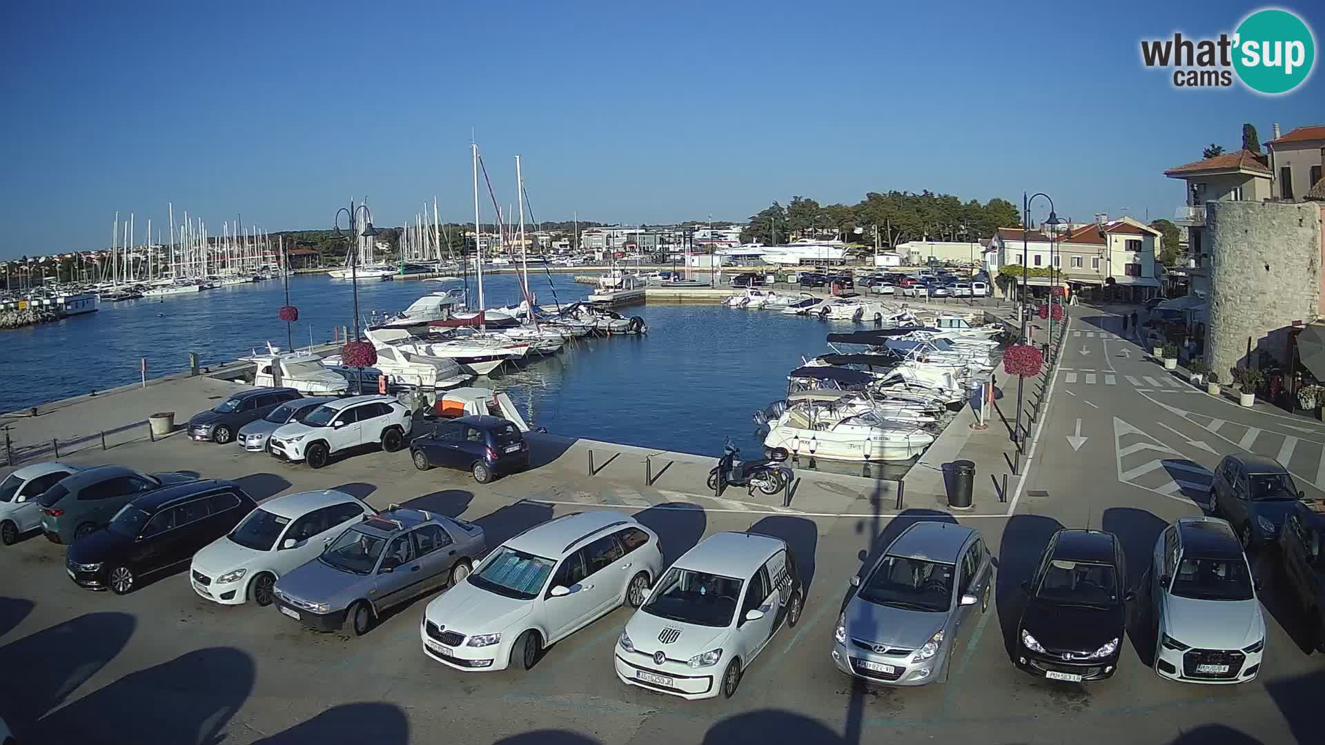 Novigrad | Porporela marina