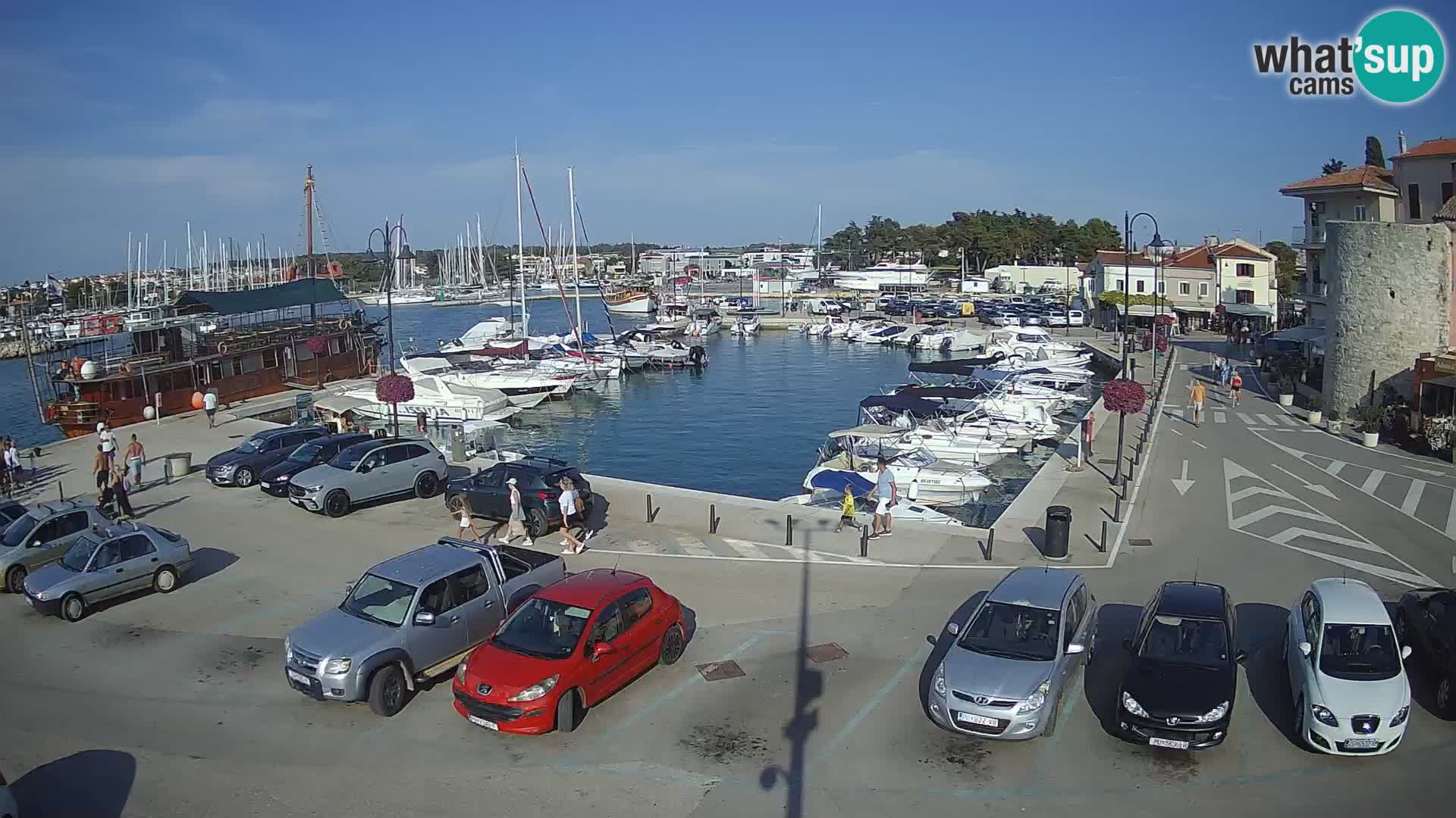 Novigrad | Porporela marina