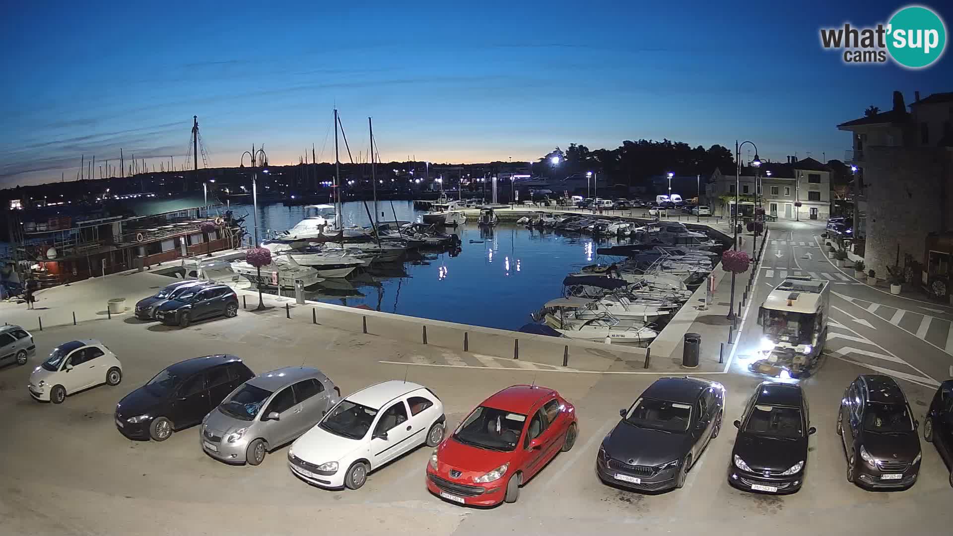 Novigrad | Porporela marina