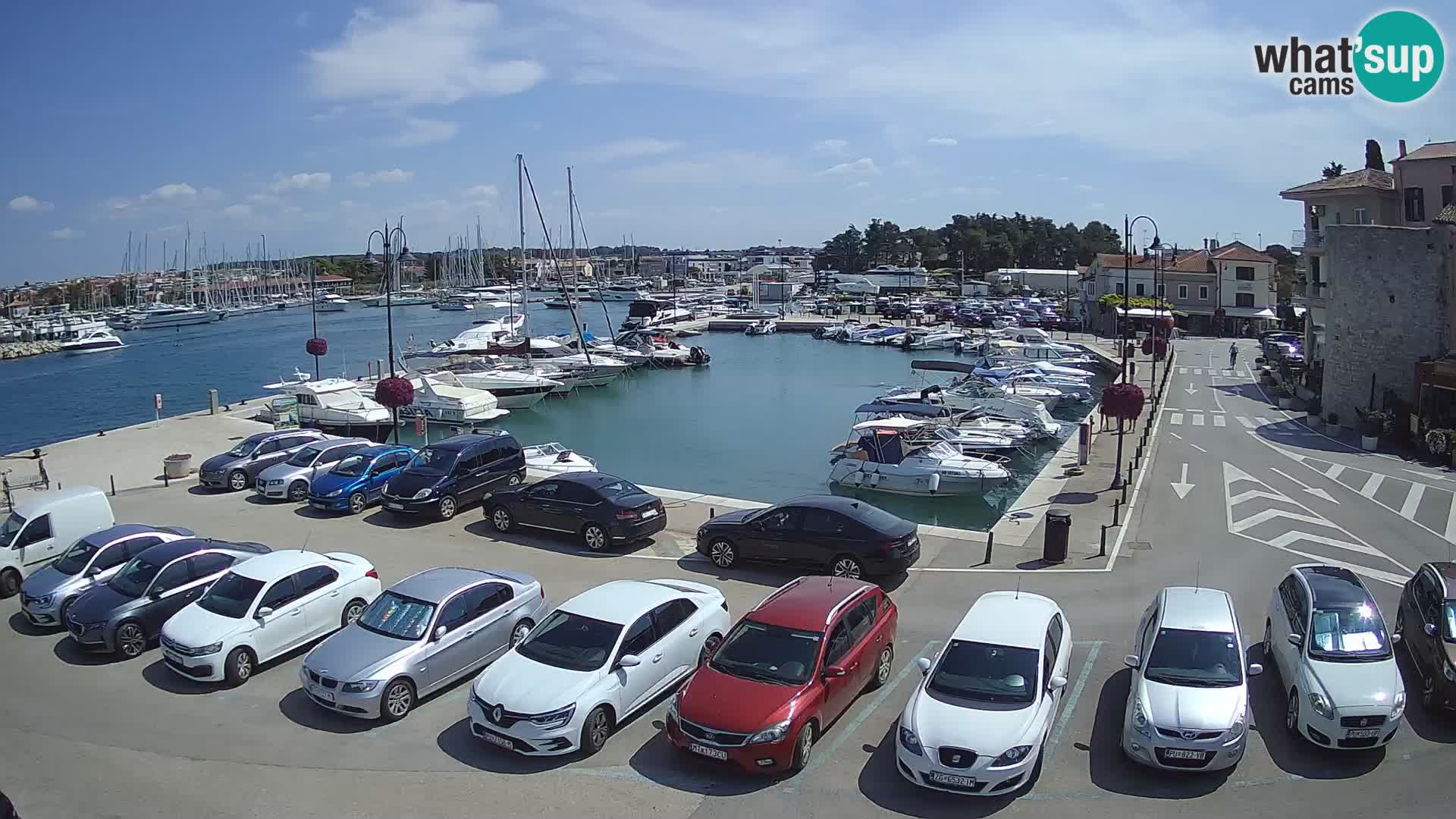 Novigrad | Porporela marina