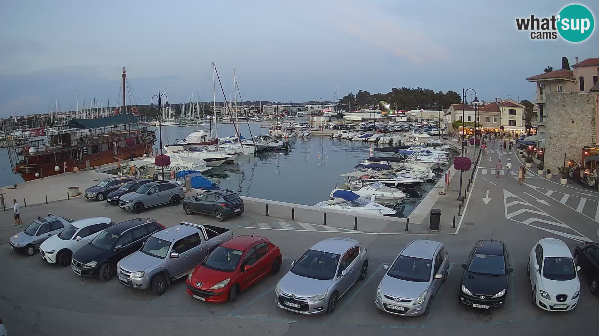 Novigrad | Porporela marina