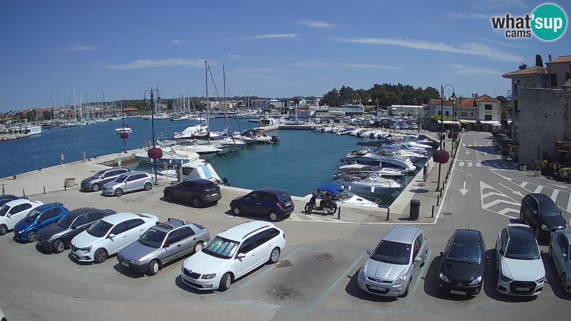 Novigrad | Porporela marina