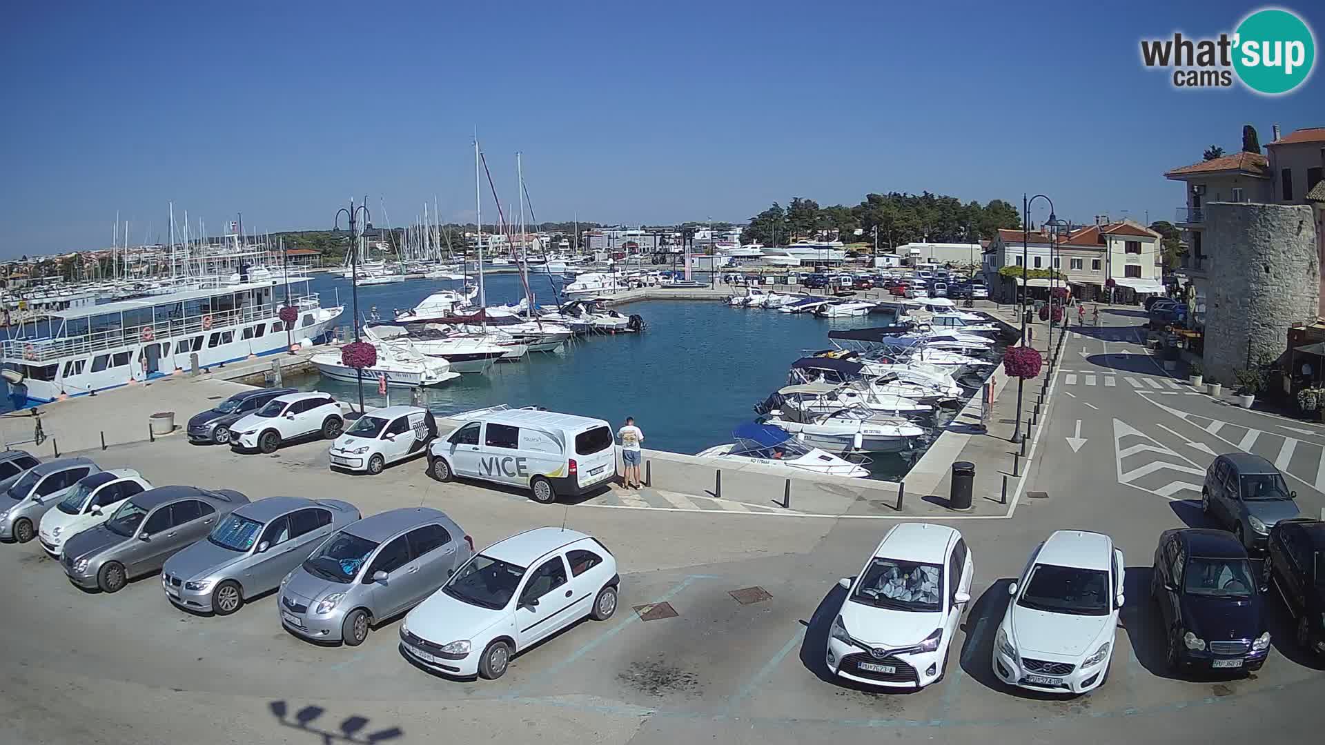 Novigrad | Porporela marina