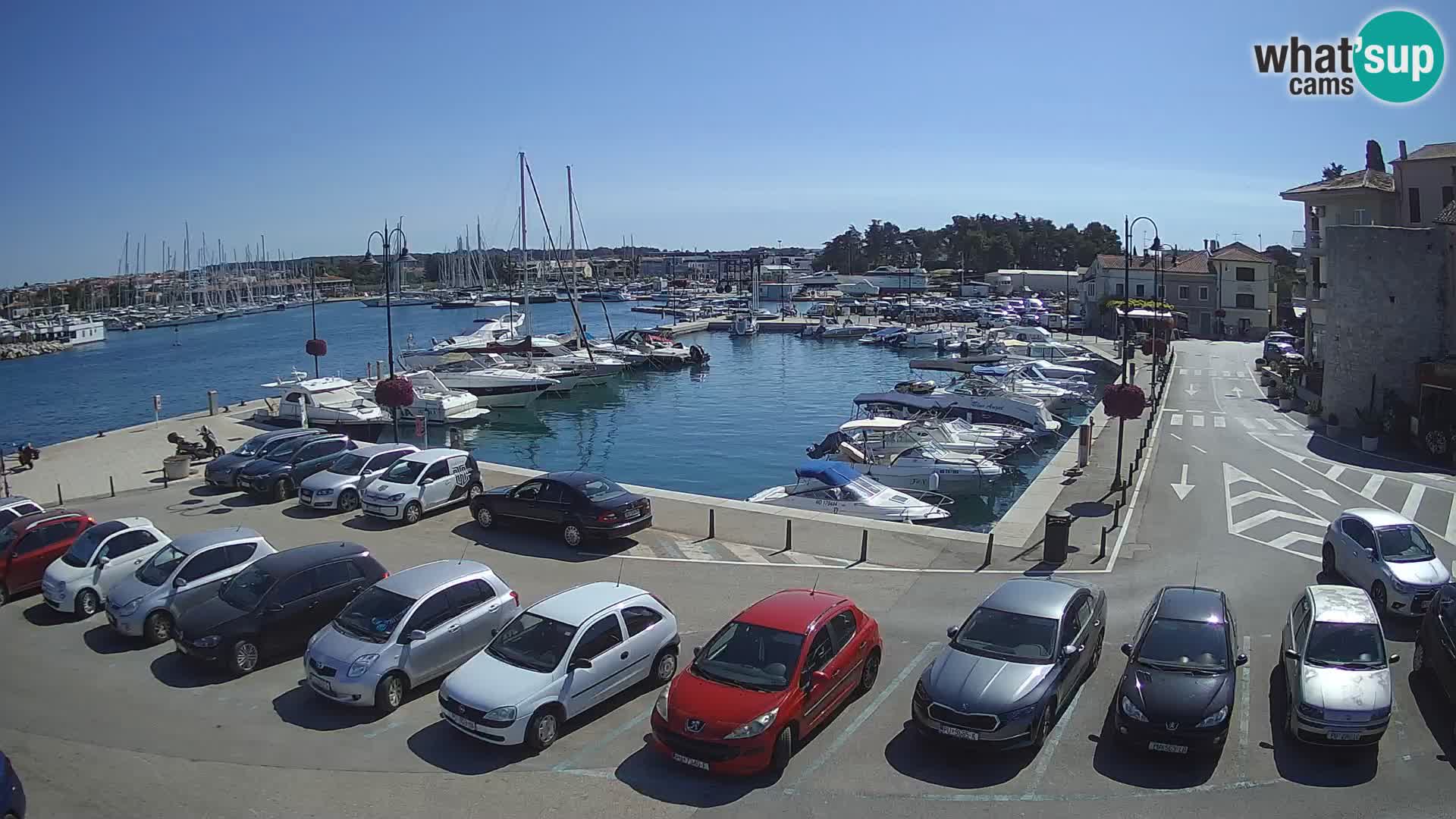 Novigrad | Porporela marina