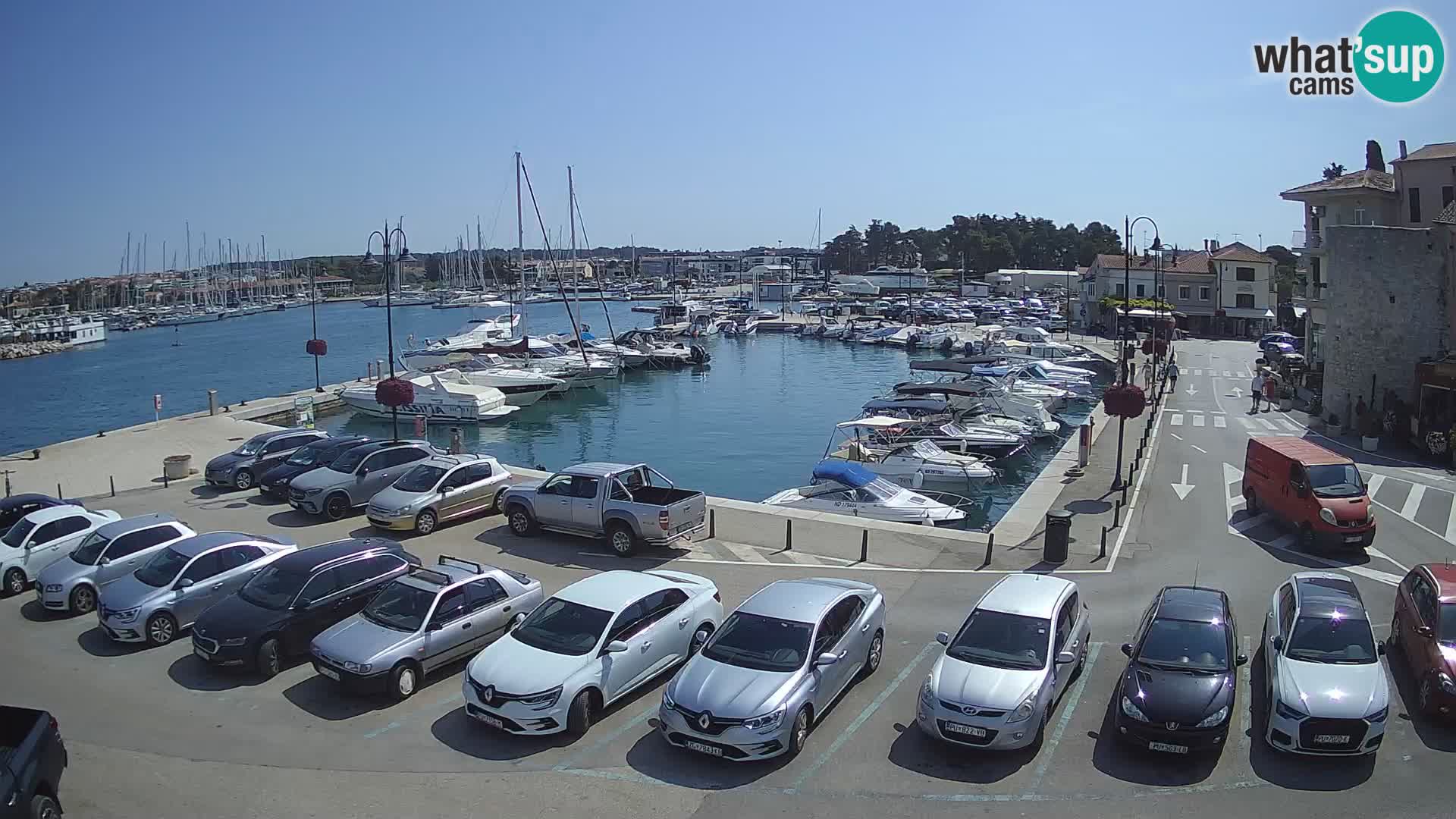 Novigrad | Porporela marina