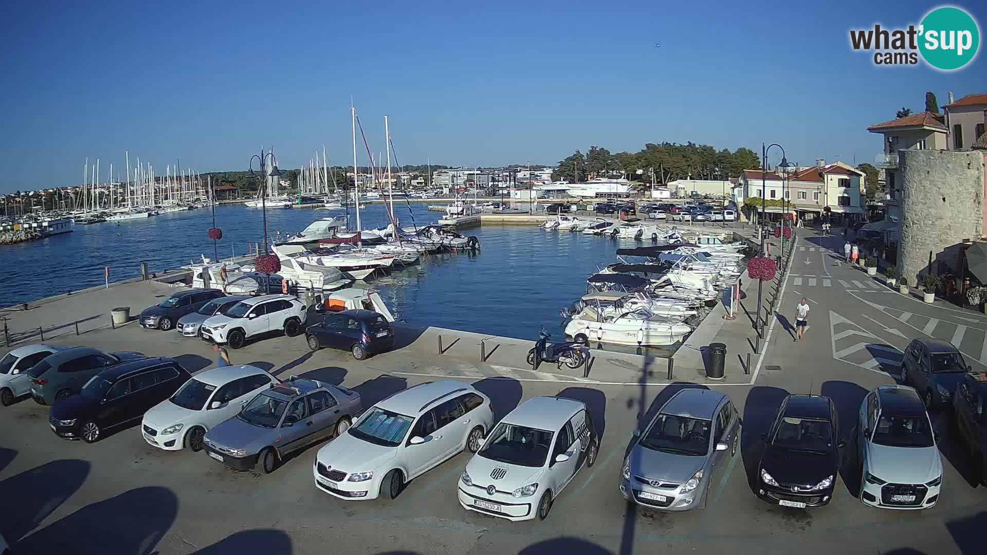 Novigrad | Porporela marina