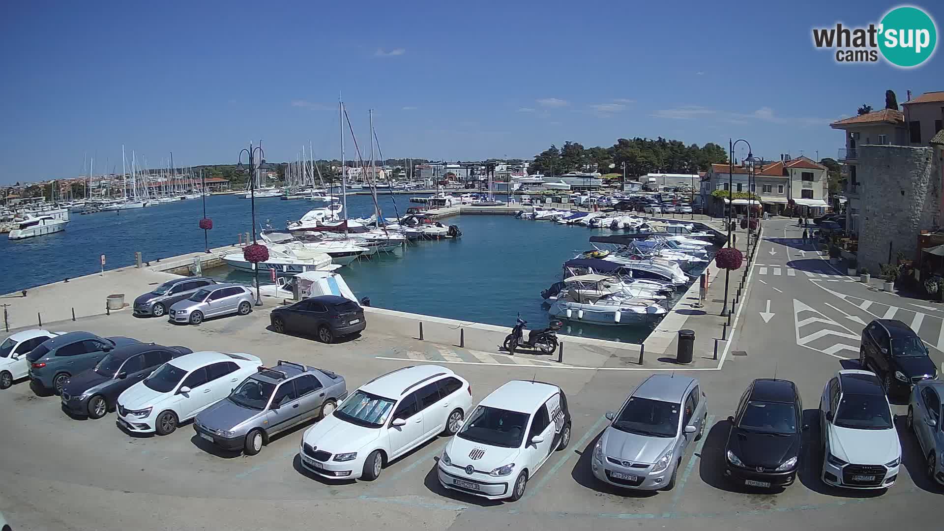 Novigrad | Porporela marina