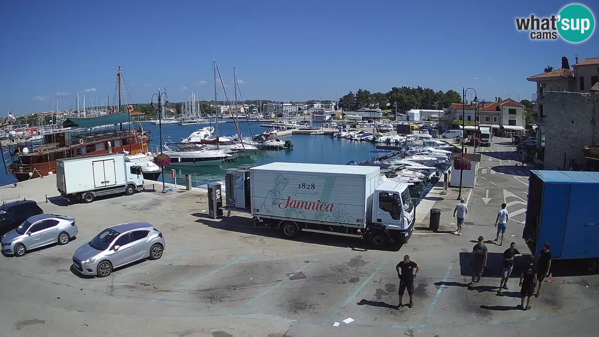 Novigrad | Porporela marina