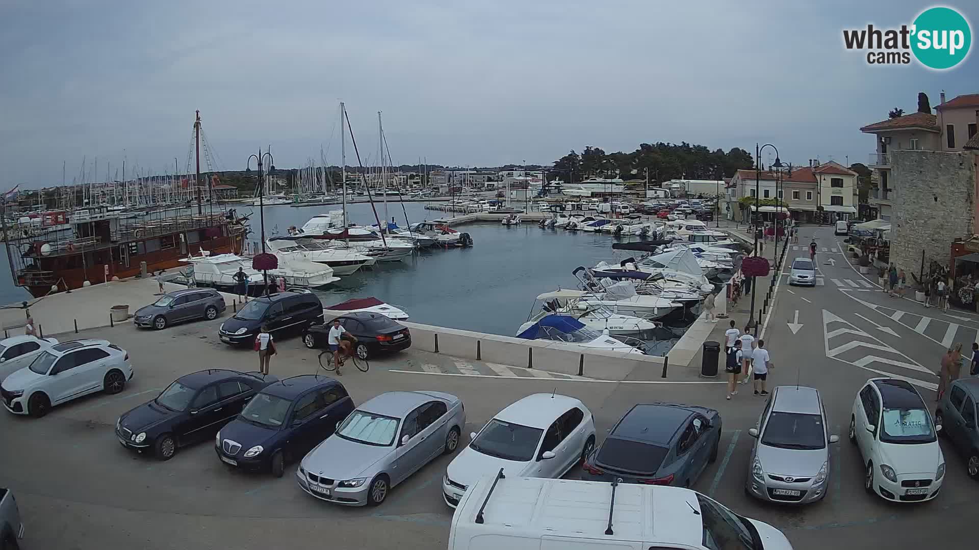 Novigrad | Porporela marina