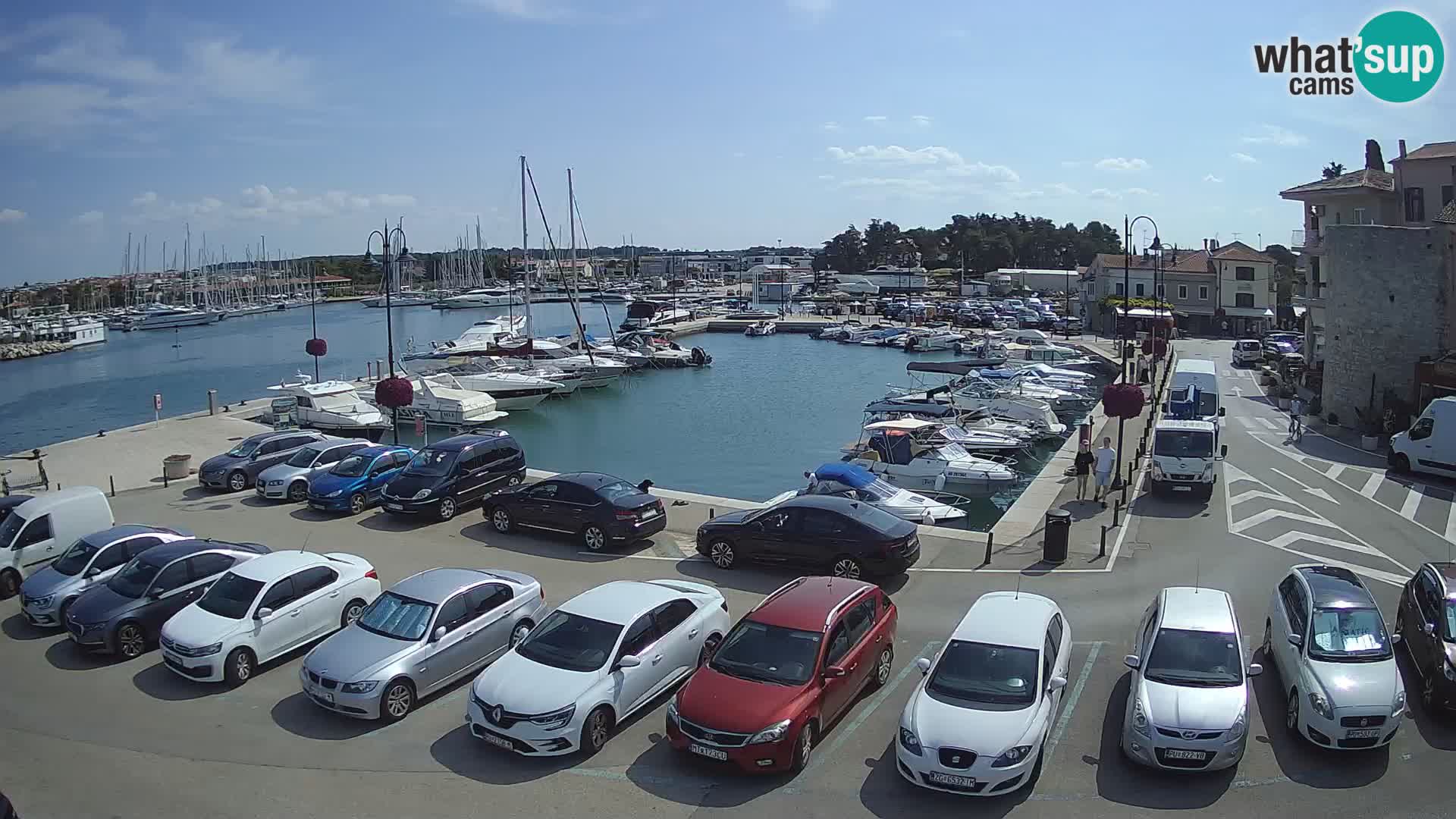 Novigrad | Porporela marina