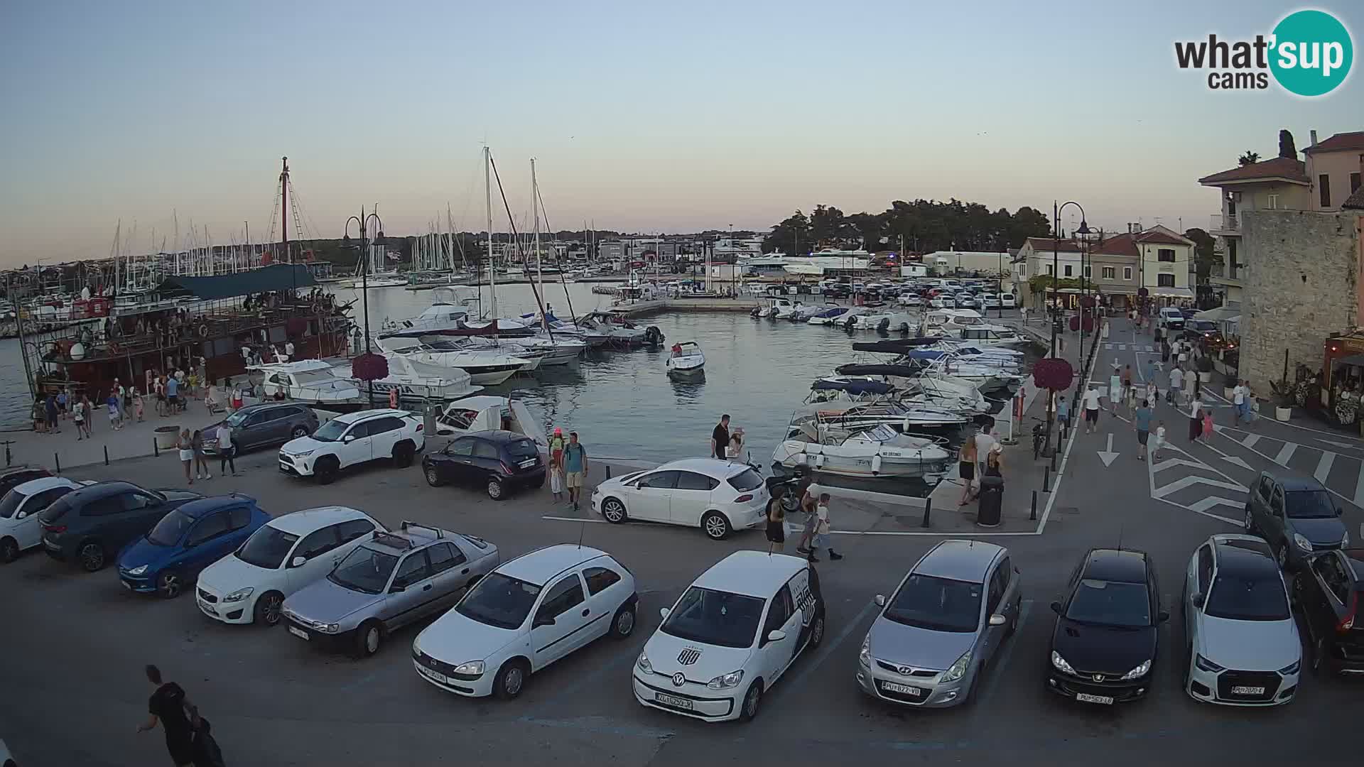 Novigrad | Porporela marina