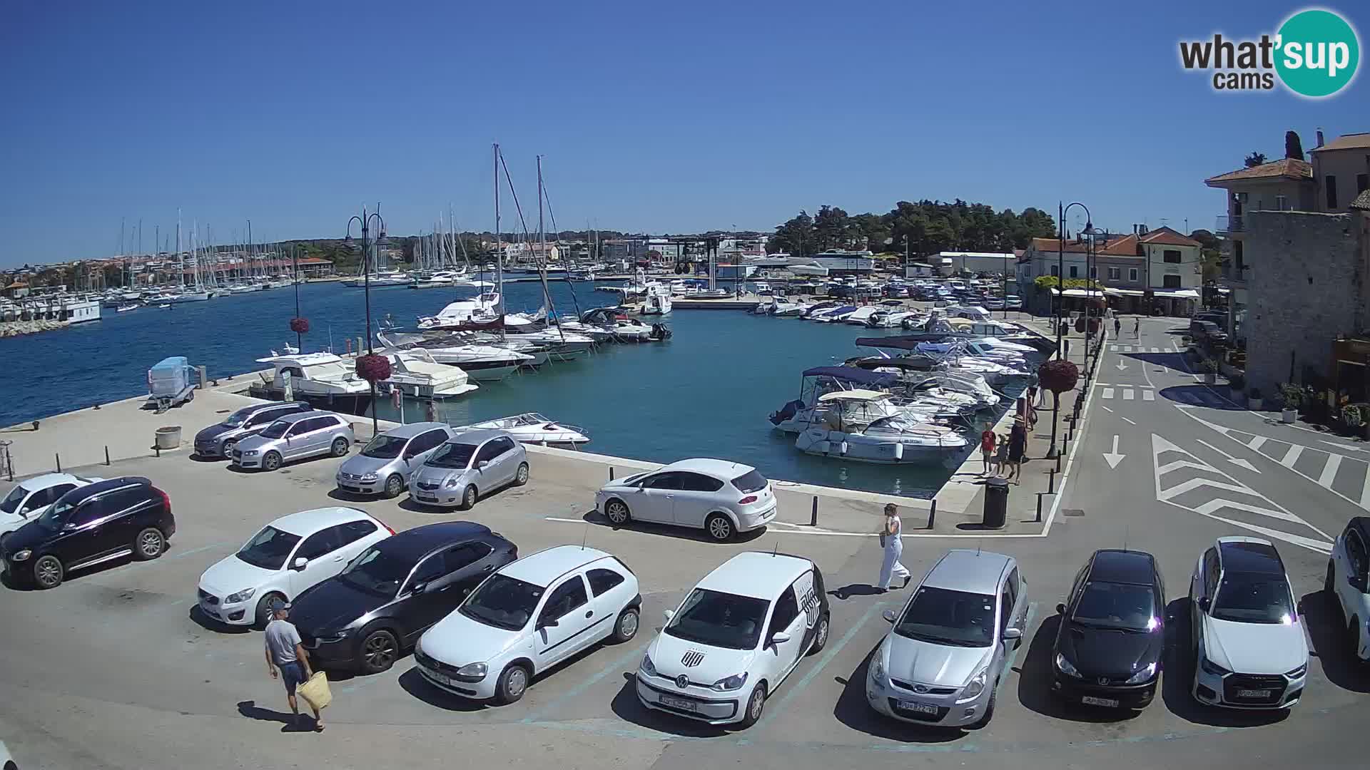 Novigrad | Porporela marina