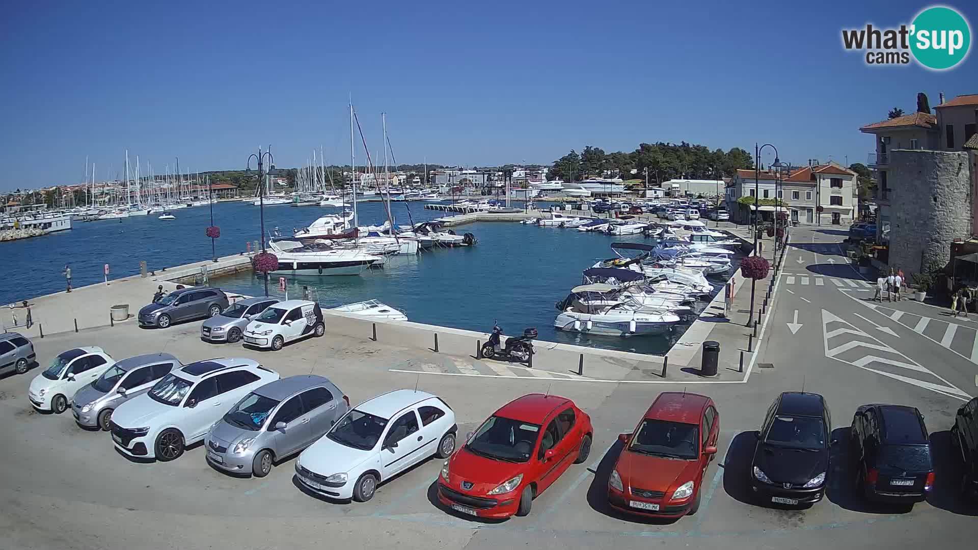 Novigrad | Porporela marina