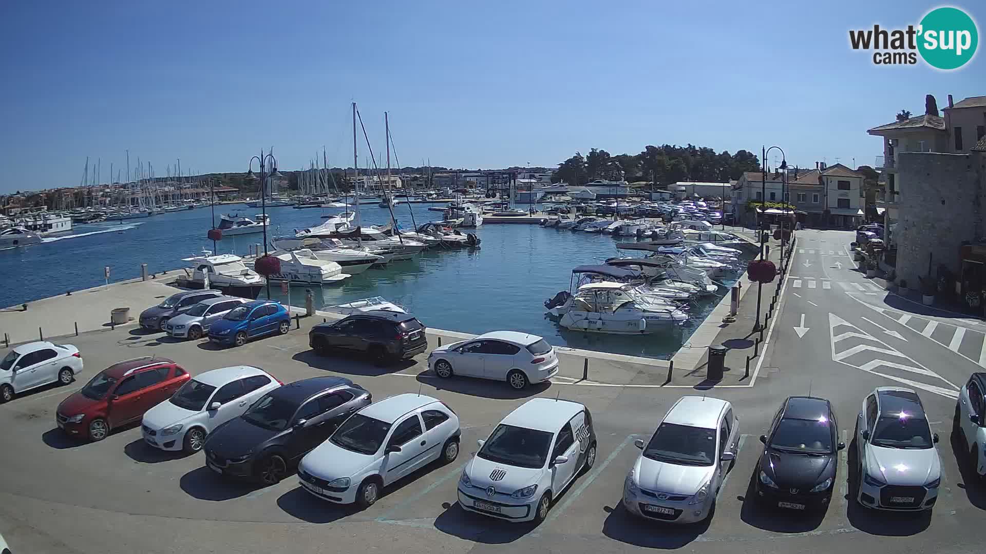 Novigrad | Porporela marina
