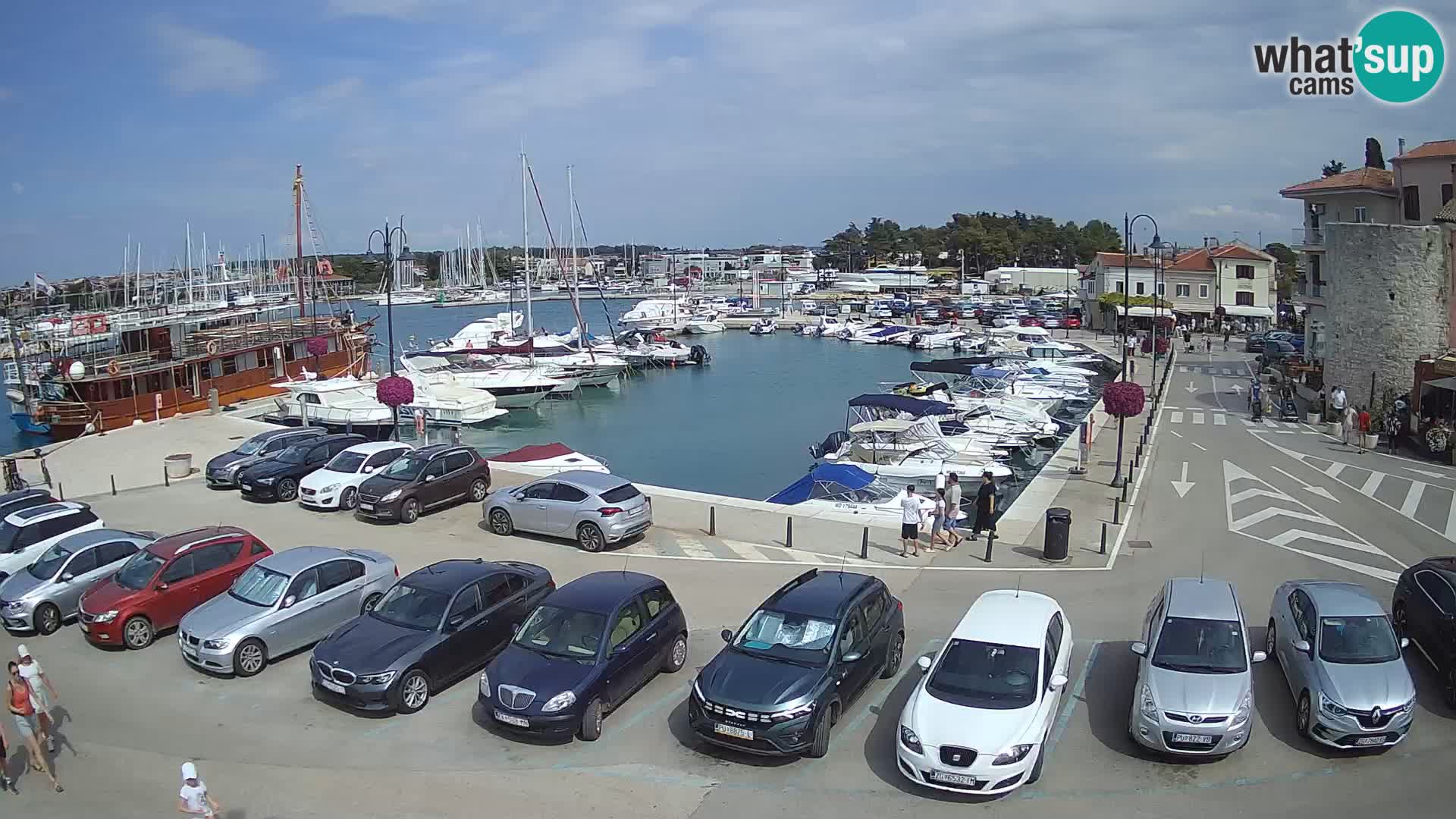 Novigrad | Porporela marina