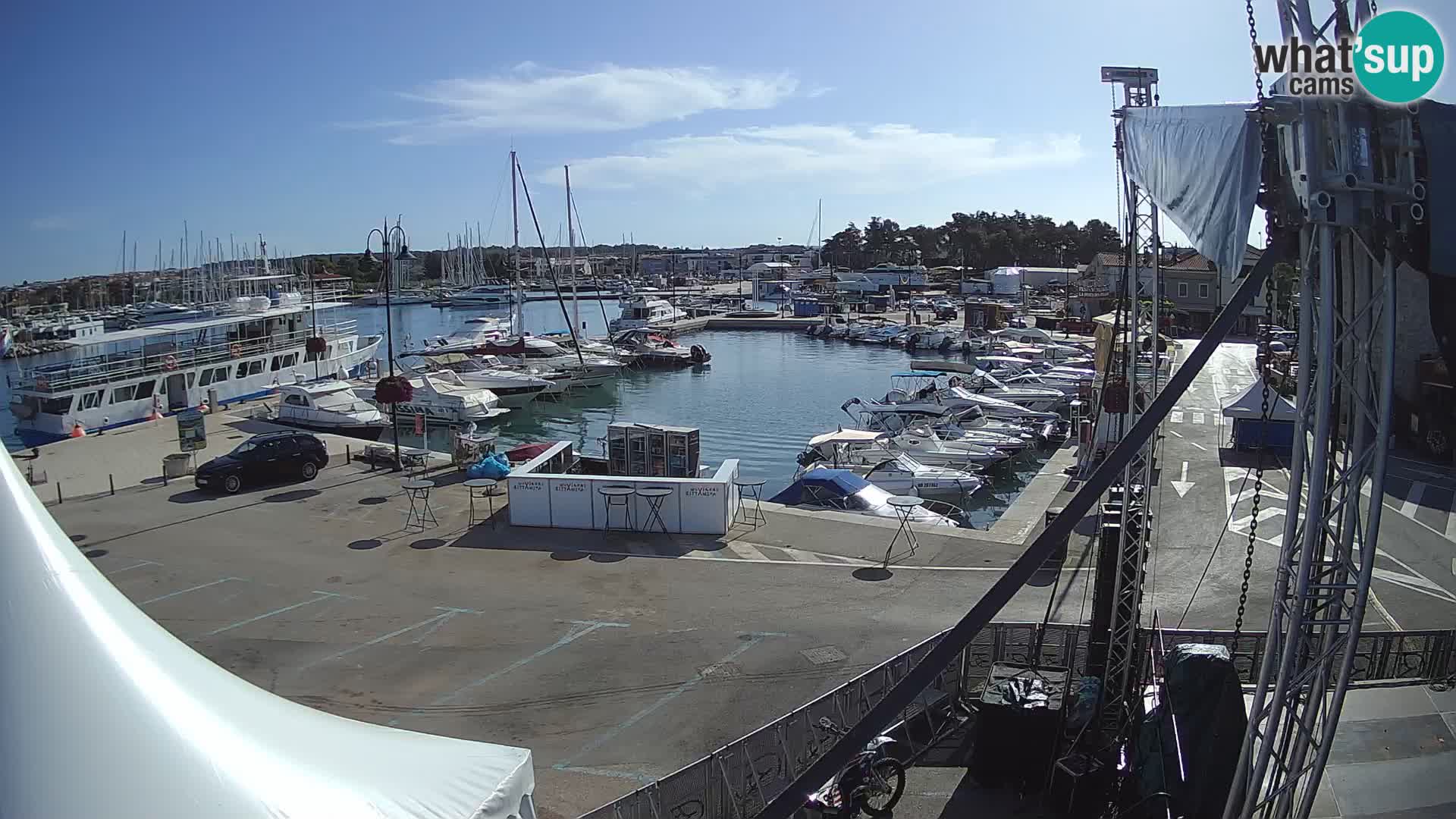 Novigrad | Porporela marina