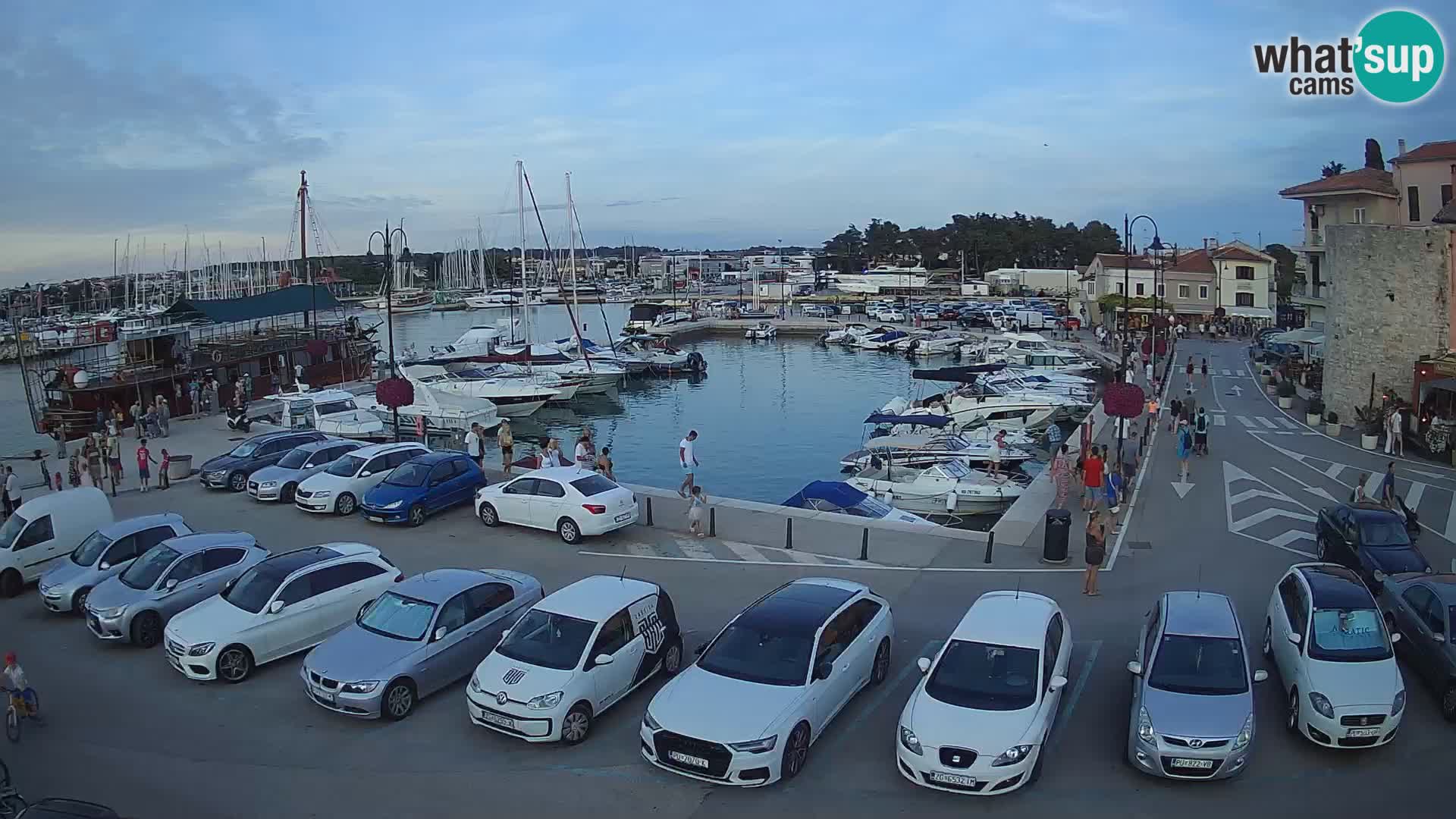 Novigrad | Porporela marina