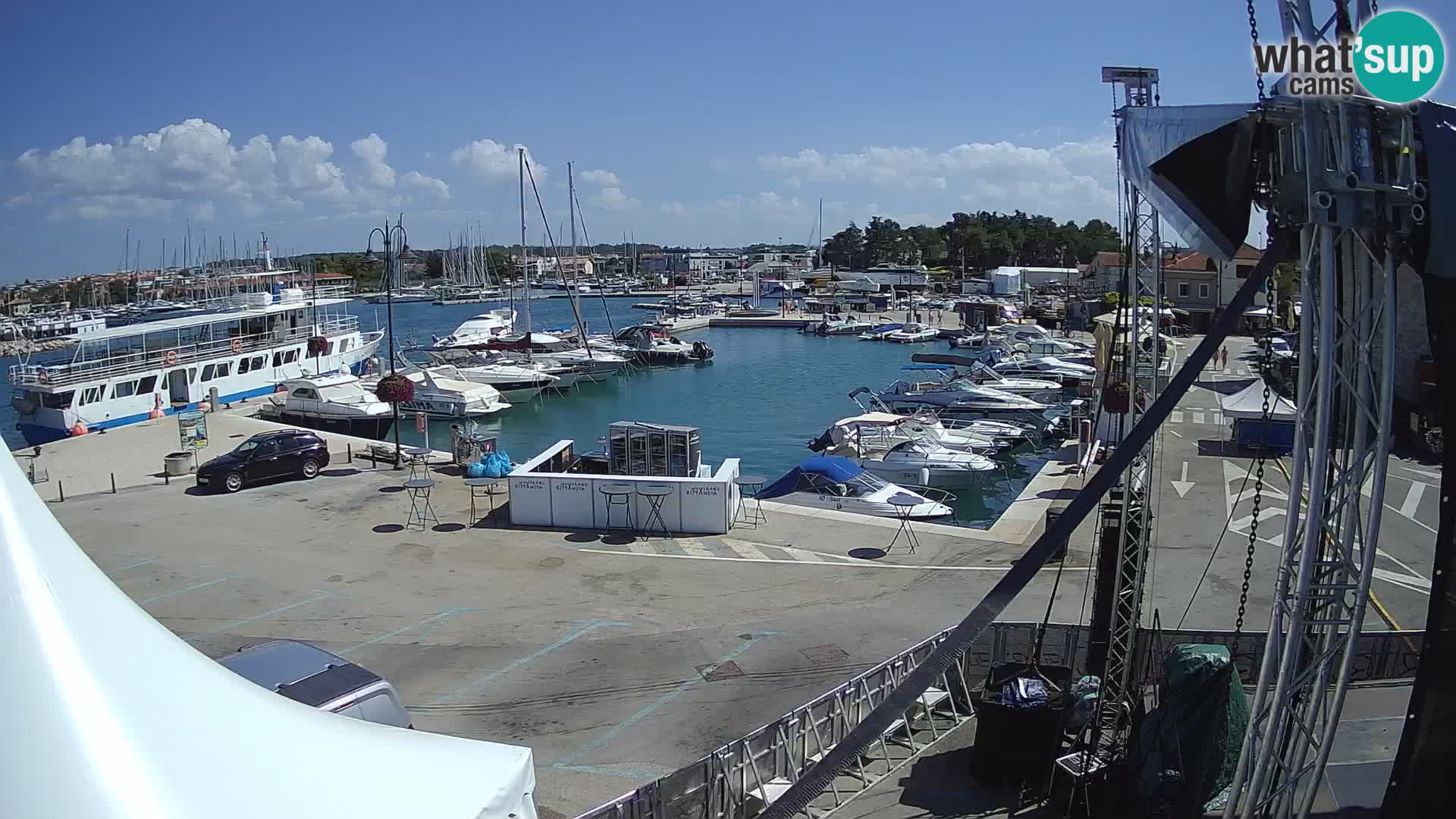 Novigrad | Porporela marina