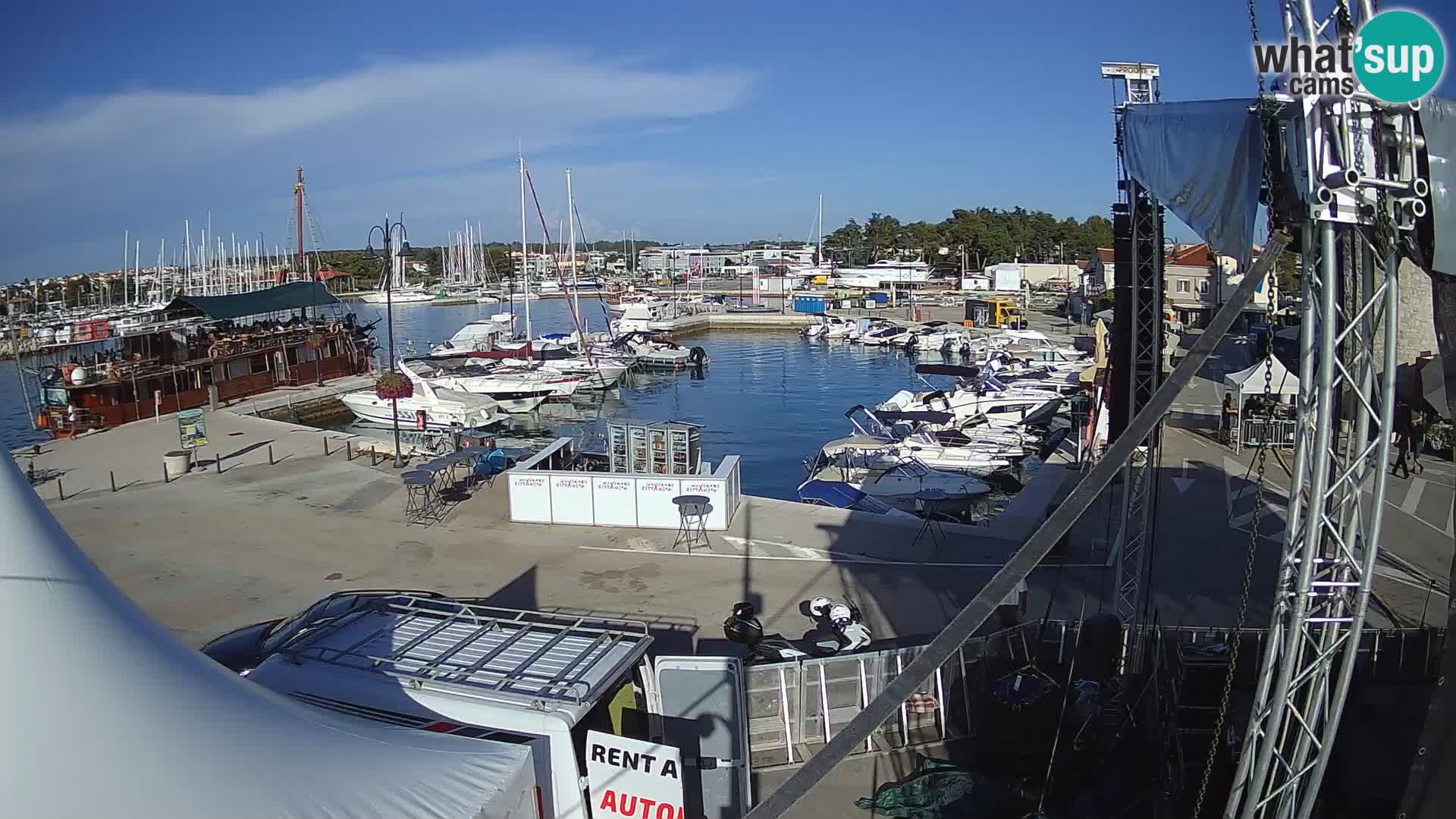 Novigrad | Porporela marina