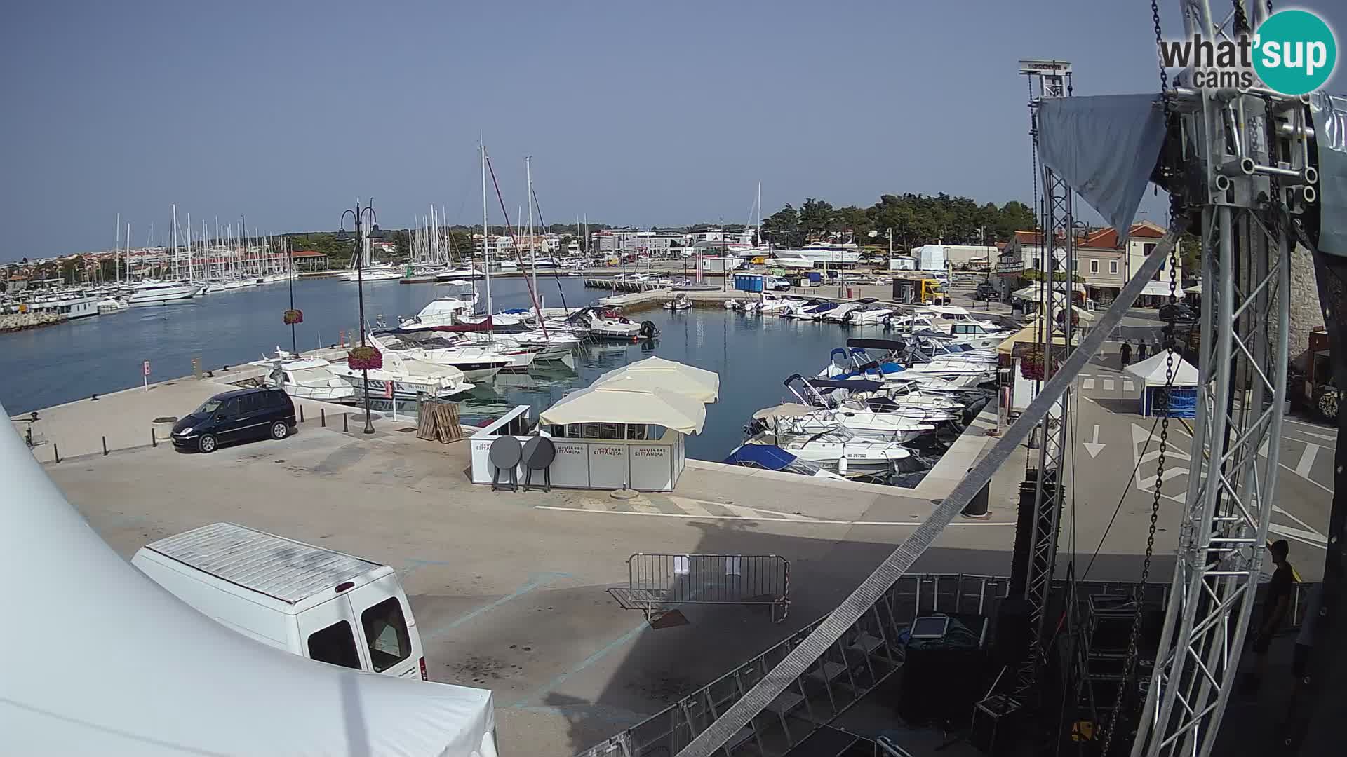 Novigrad | Porporela marina