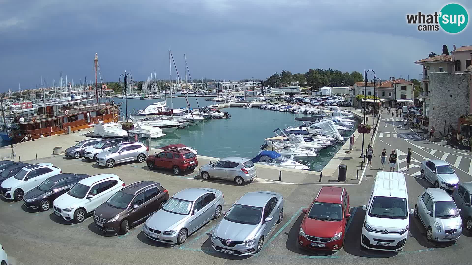 Novigrad | Porporela marina