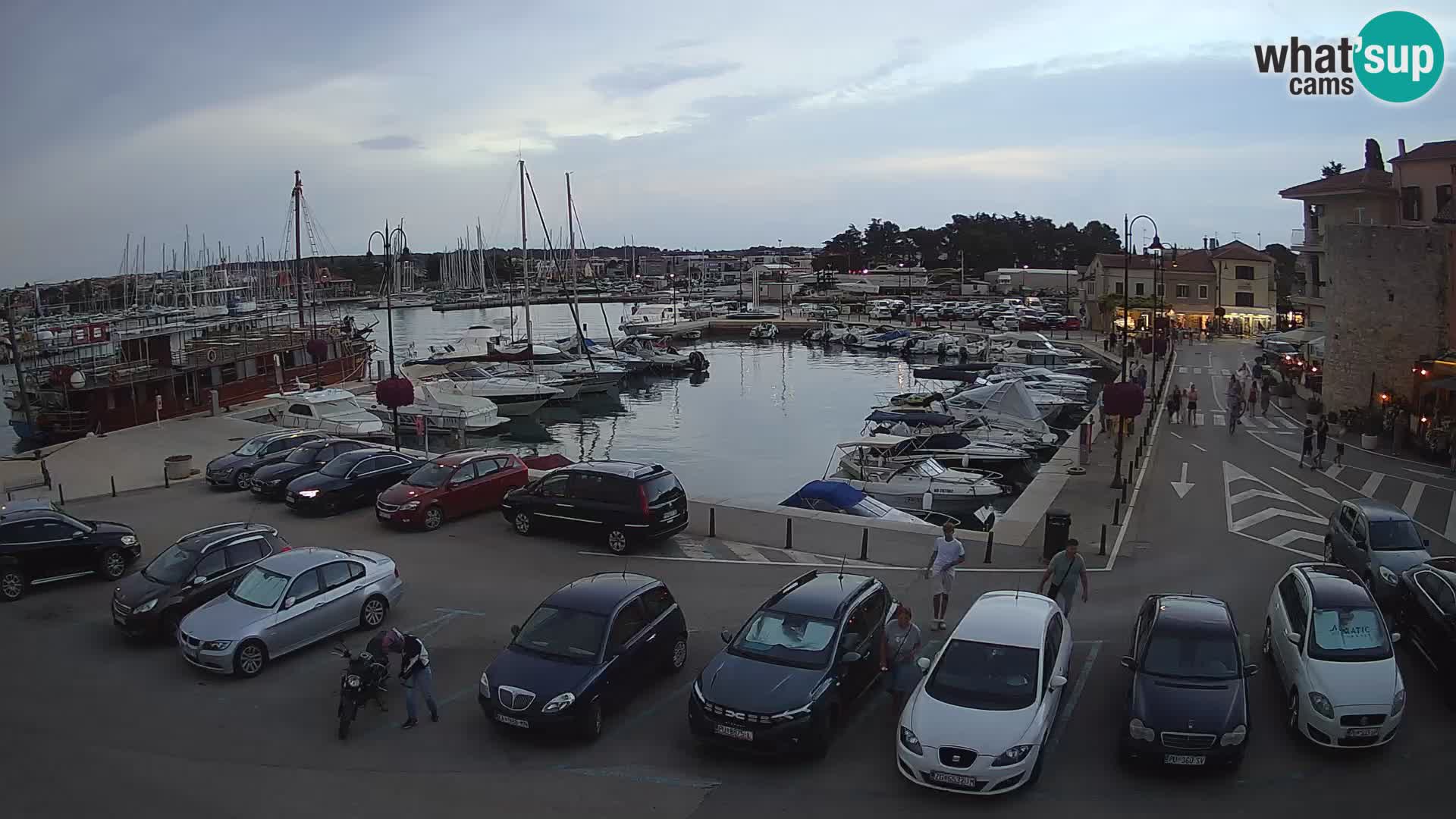 Novigrad | Porporela marina