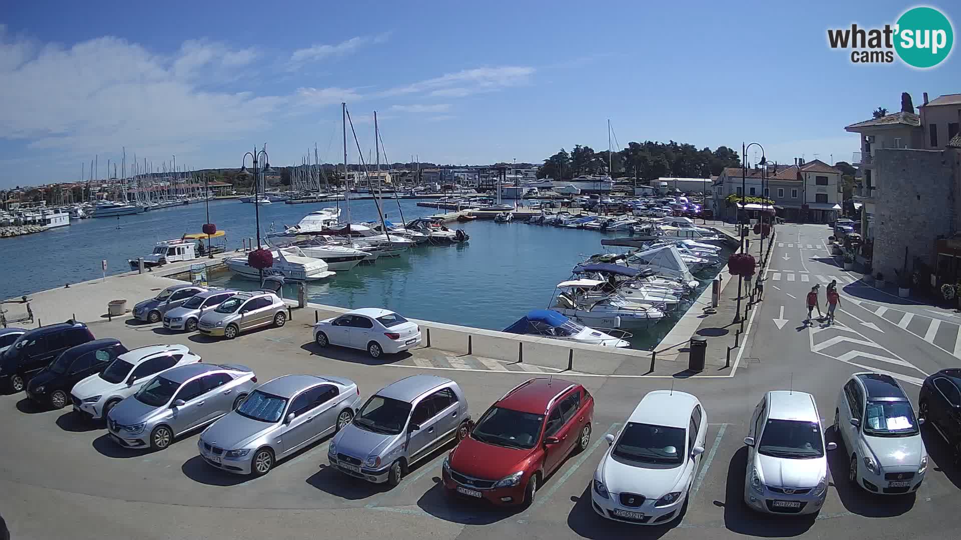 Novigrad | Porporela marina