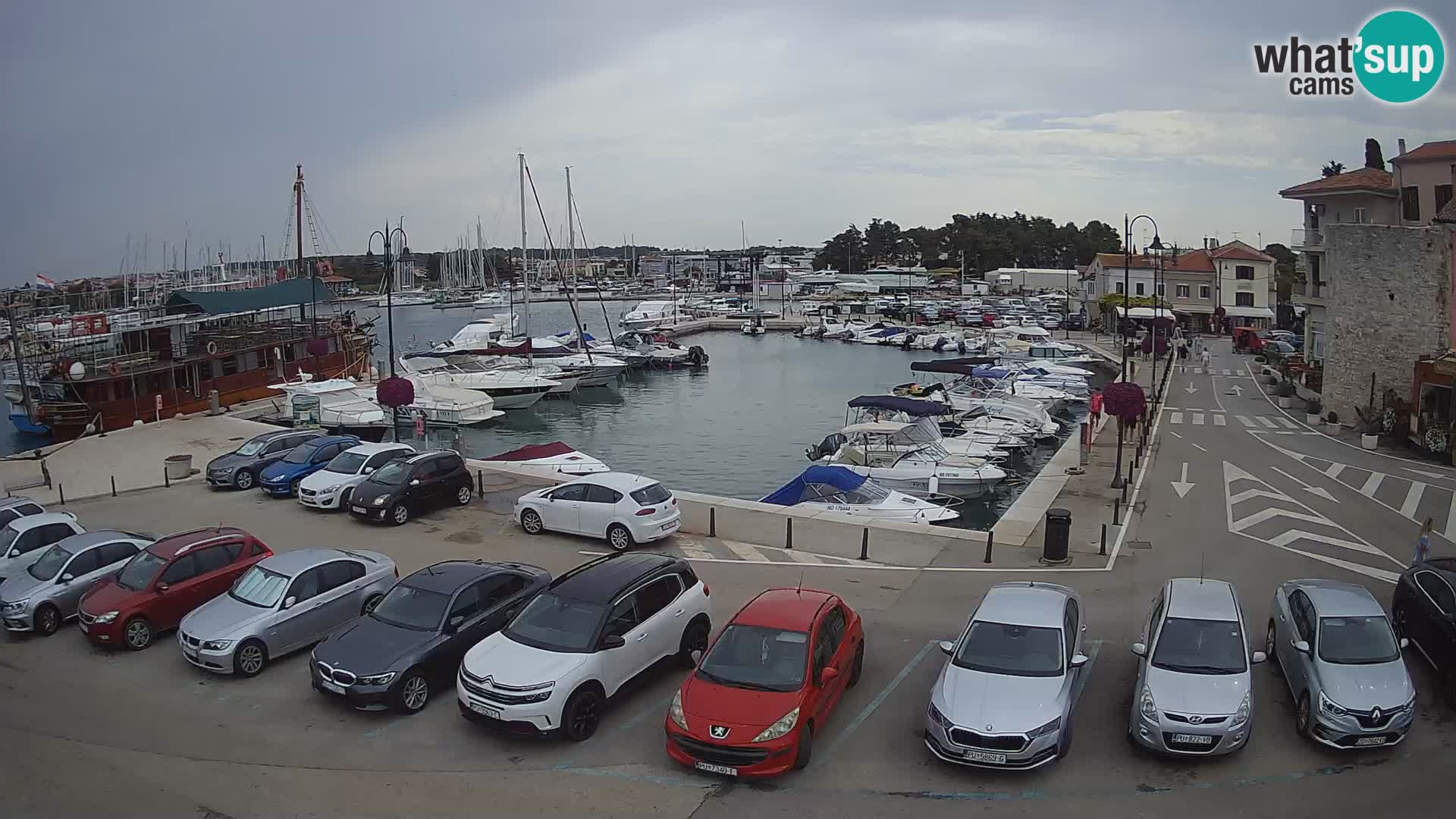 Novigrad | Porporela marina