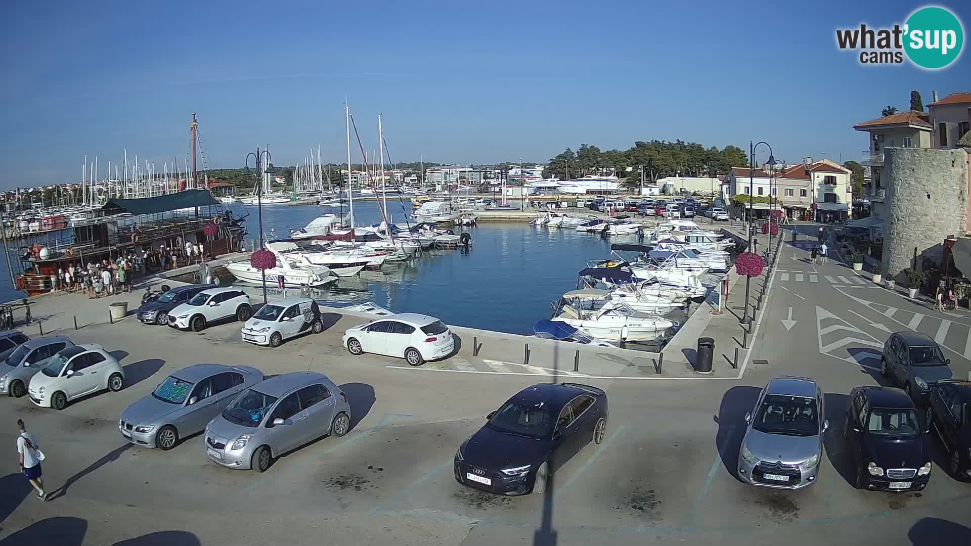 Novigrad | Porporela marina