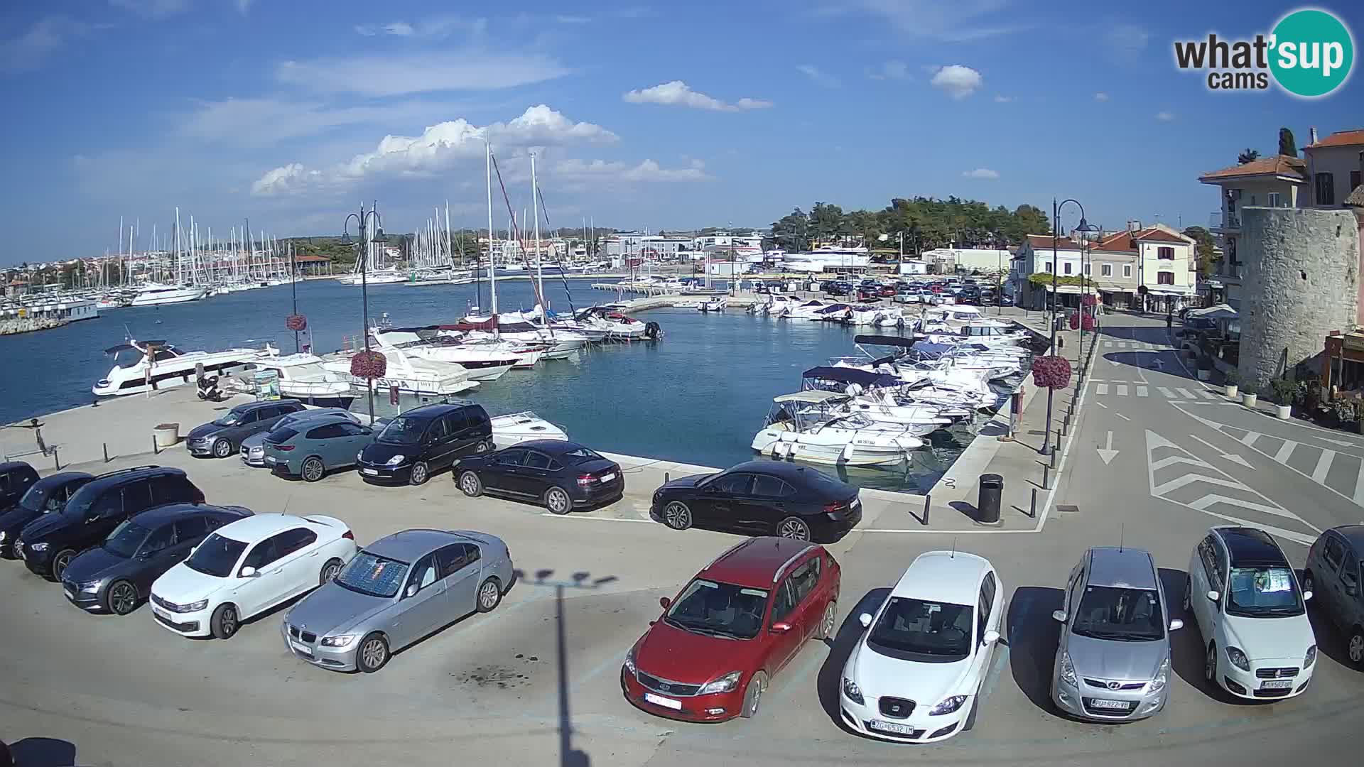 Novigrad | Porporela marina