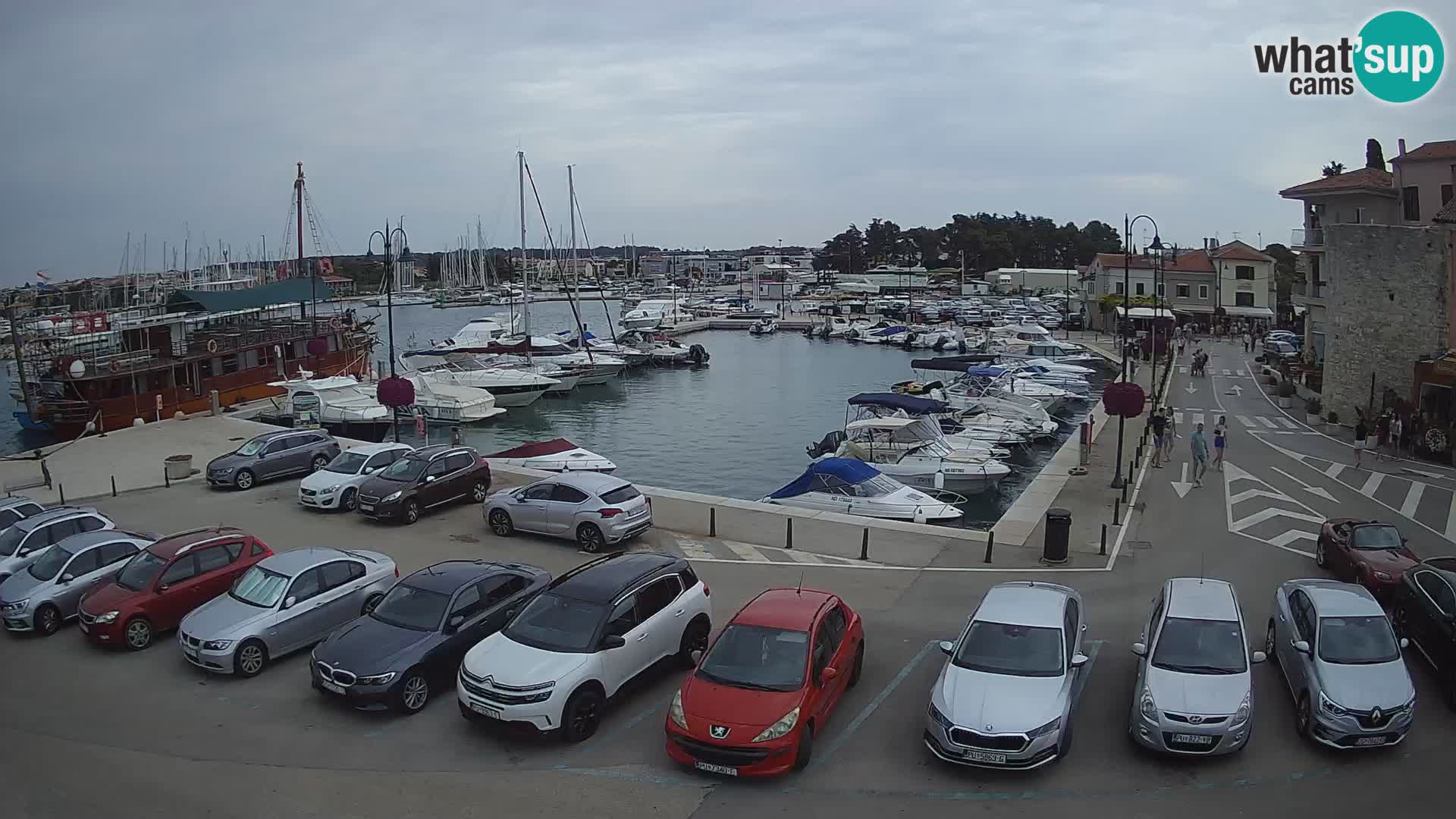 Novigrad | Porporela marina