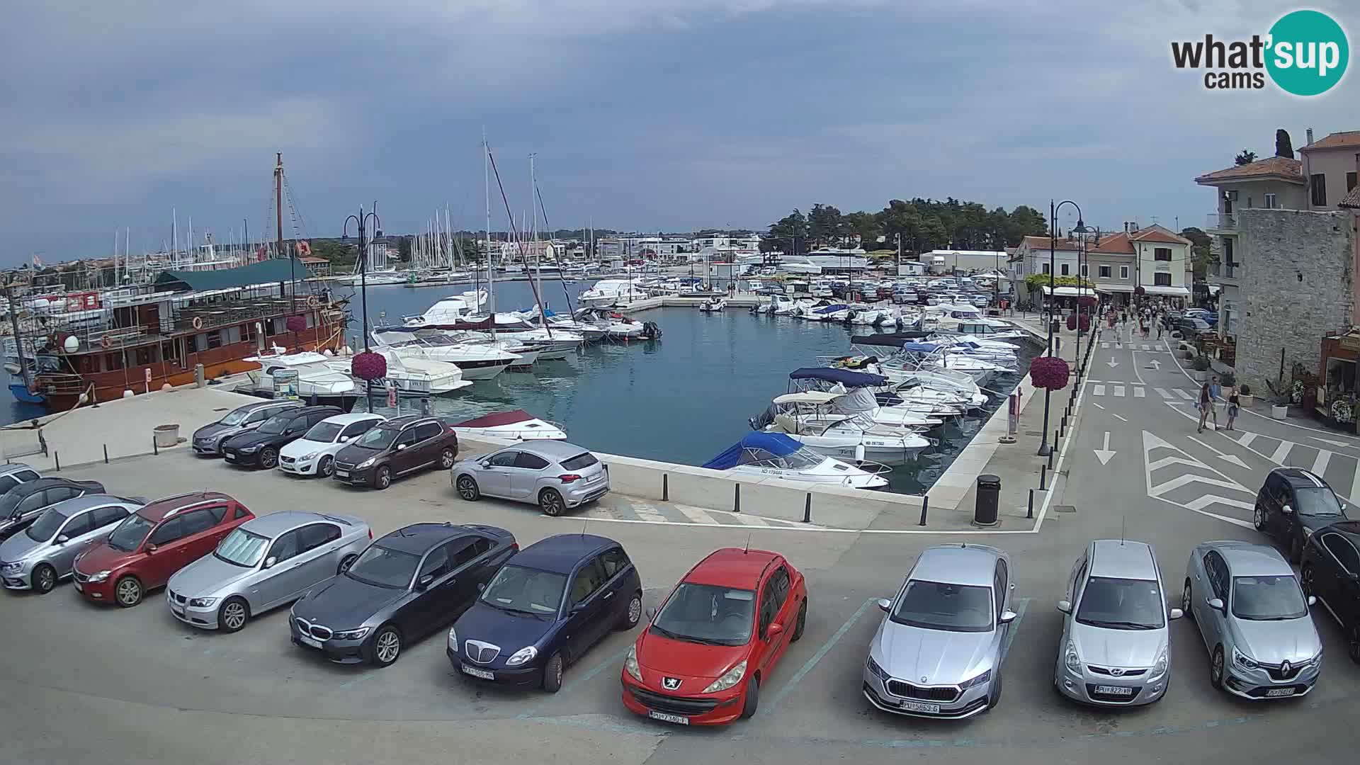 Novigrad | Porporela marina