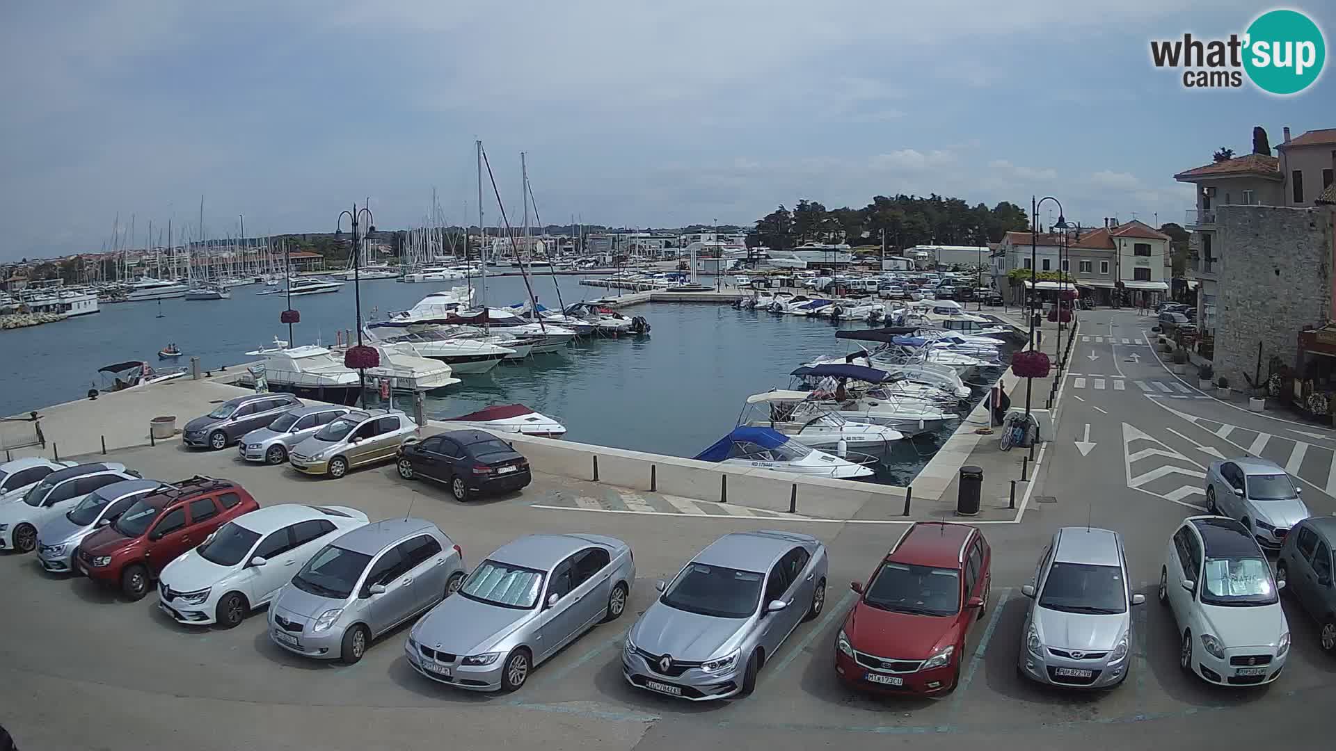 Novigrad | Porporela marina