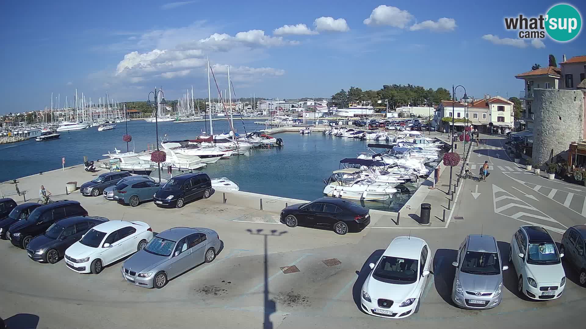 Novigrad | Porporela marina