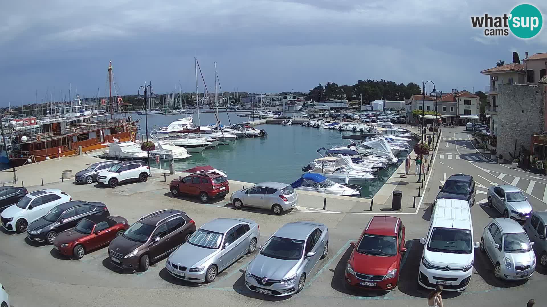 Novigrad | Porporela marina