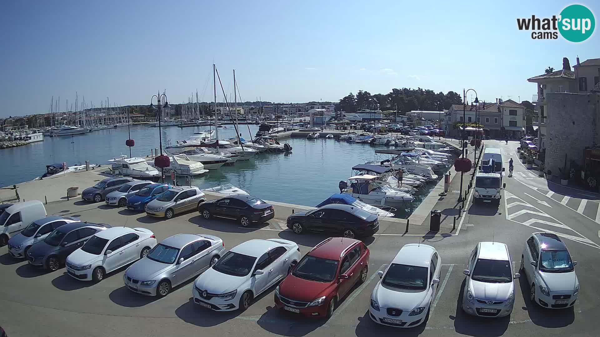 Novigrad | Porporela marina