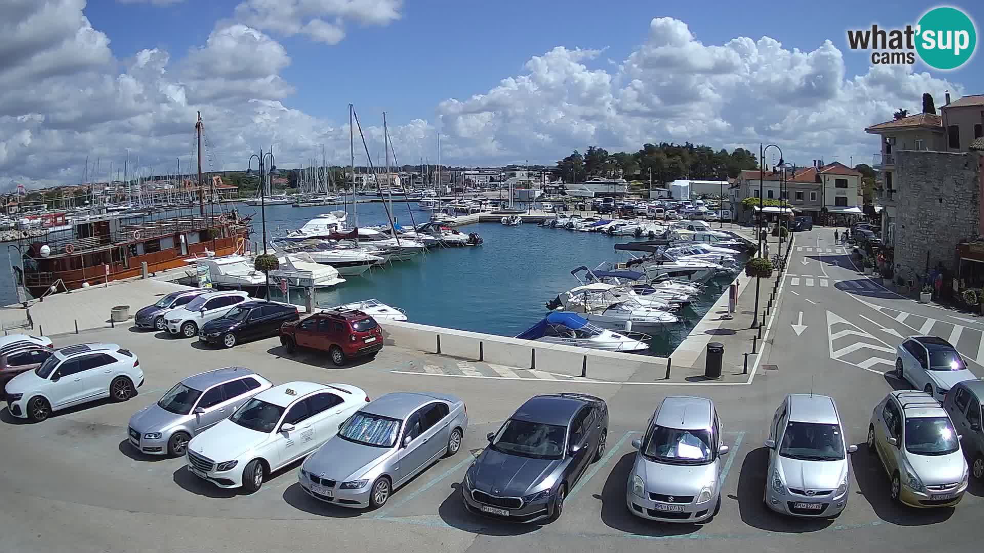 Novigrad | Porporela marina