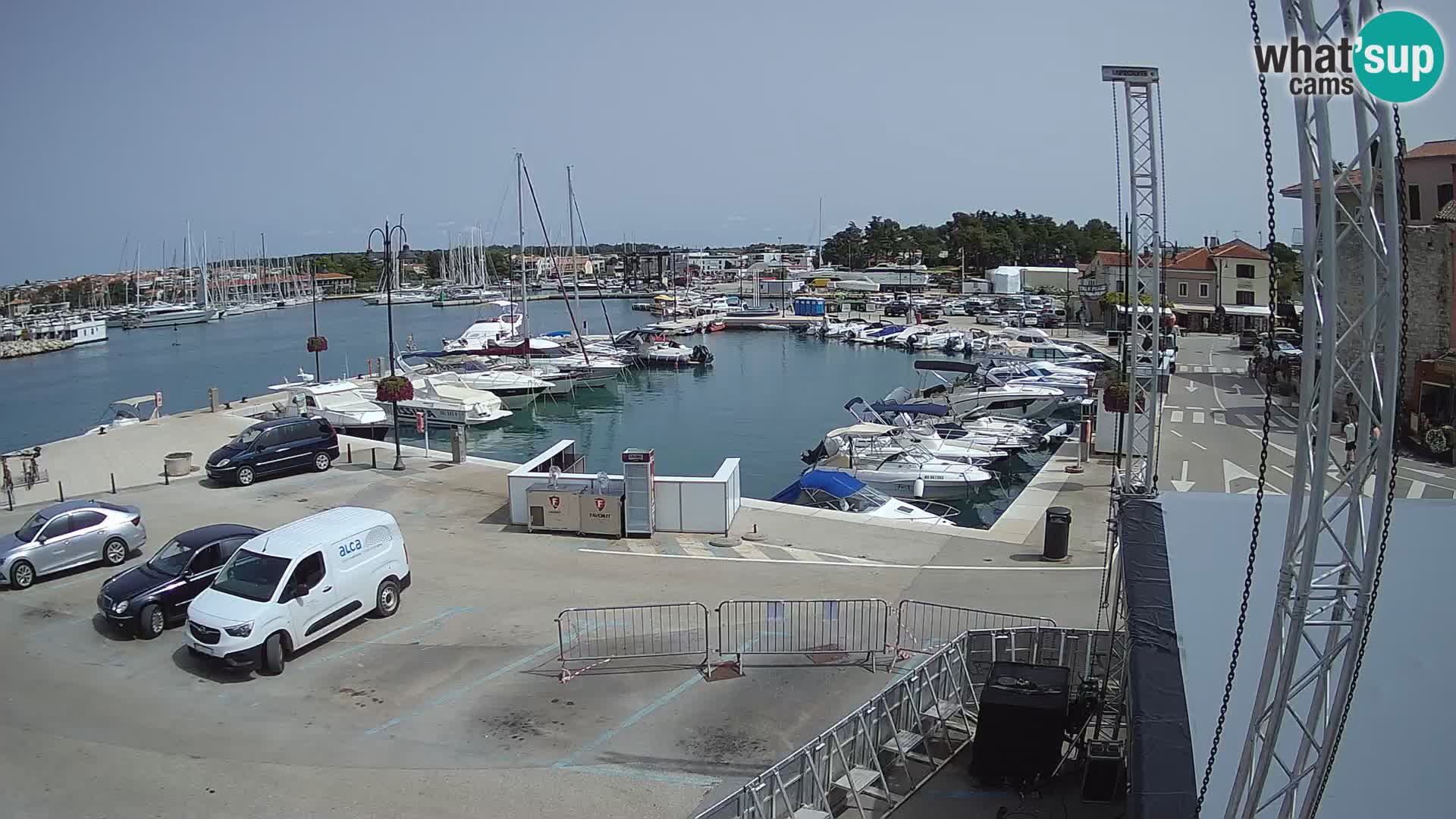 Novigrad | Porporela marina