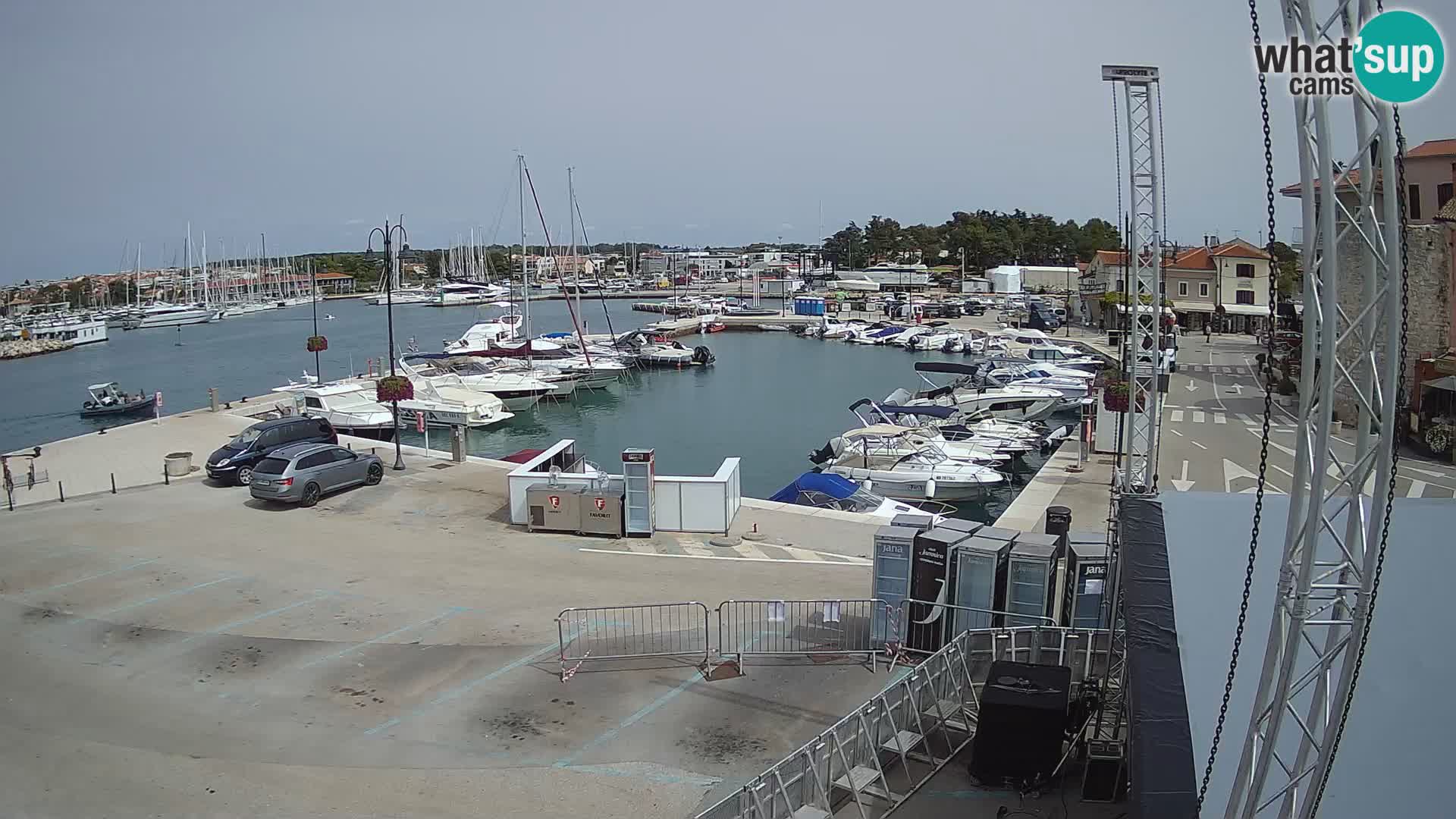Novigrad | Porporela marina