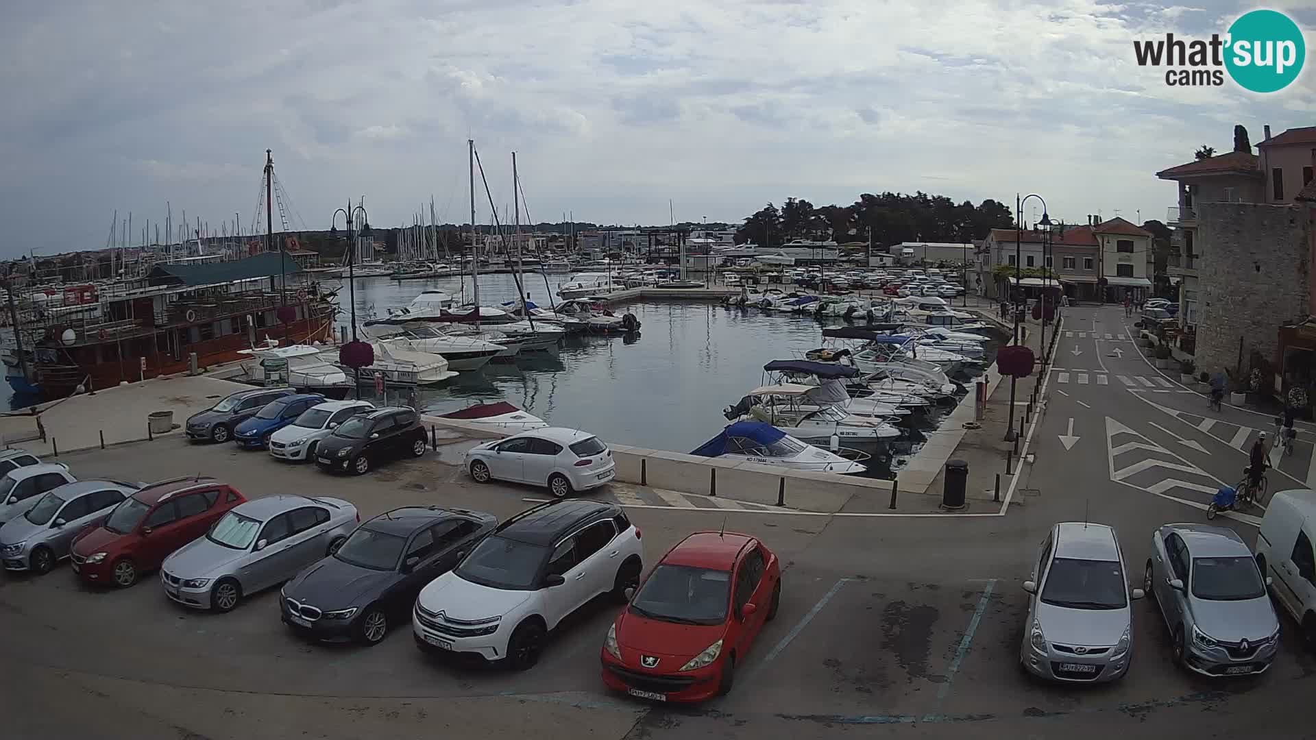 Novigrad | Porporela marina