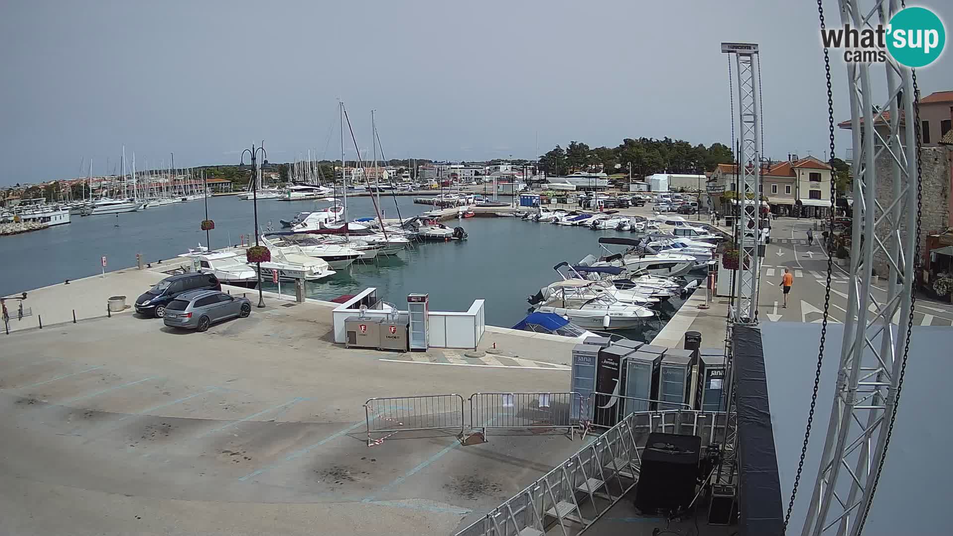 Novigrad | Porporela marina