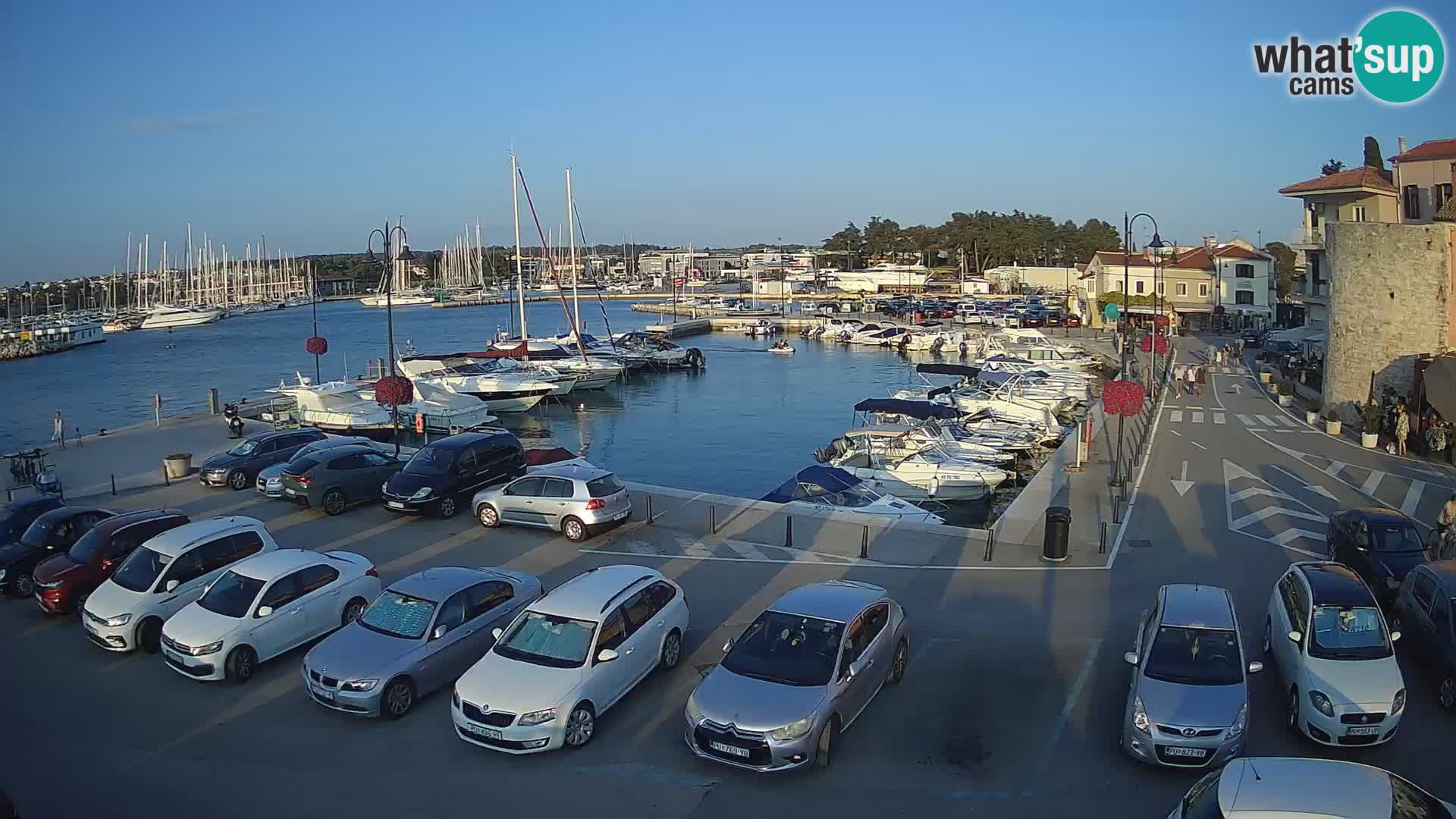 Novigrad | Porporela marina
