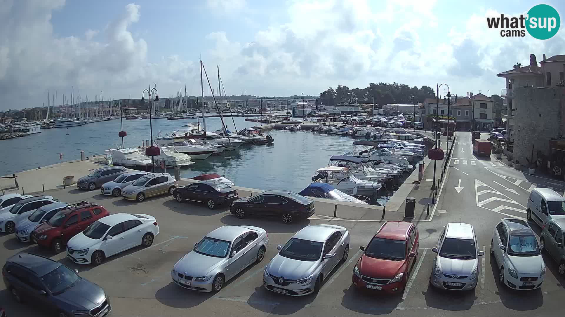 Novigrad | Porporela marina