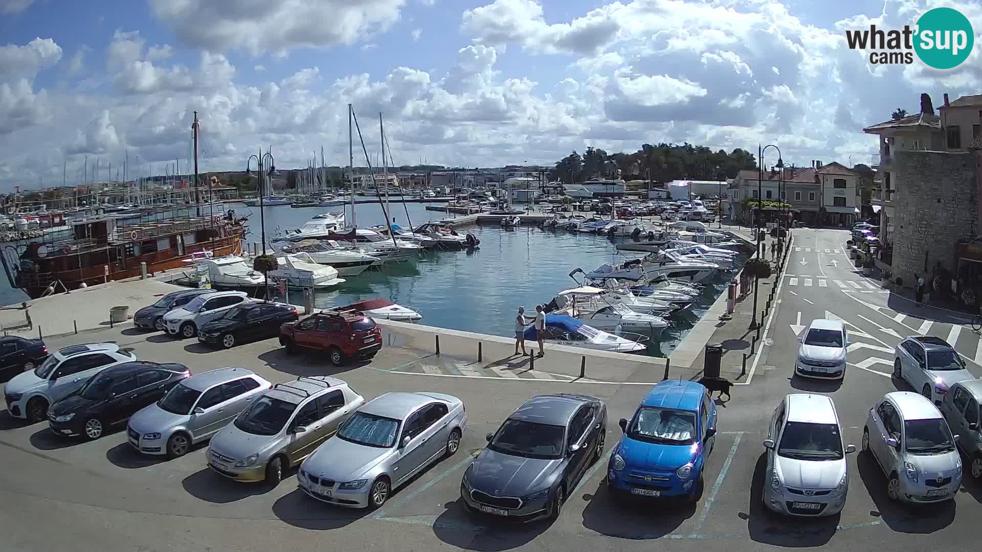 Novigrad | Porporela marina