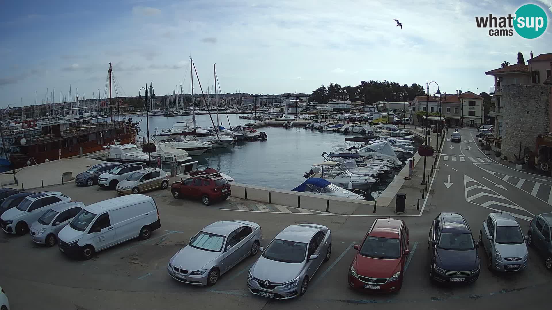 Novigrad | Porporela marina